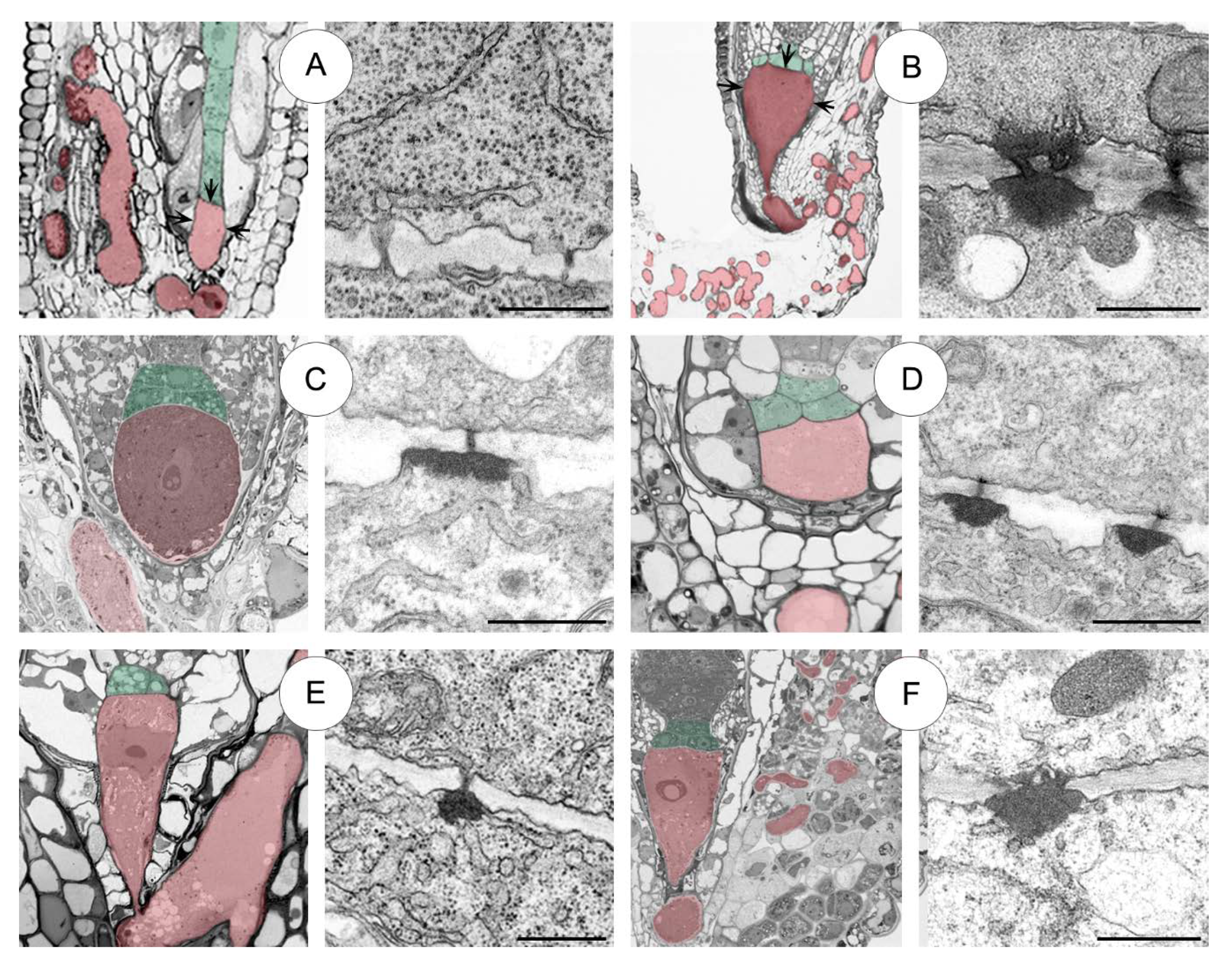Plants 09 00320 g009 Plants 09 00320 g009