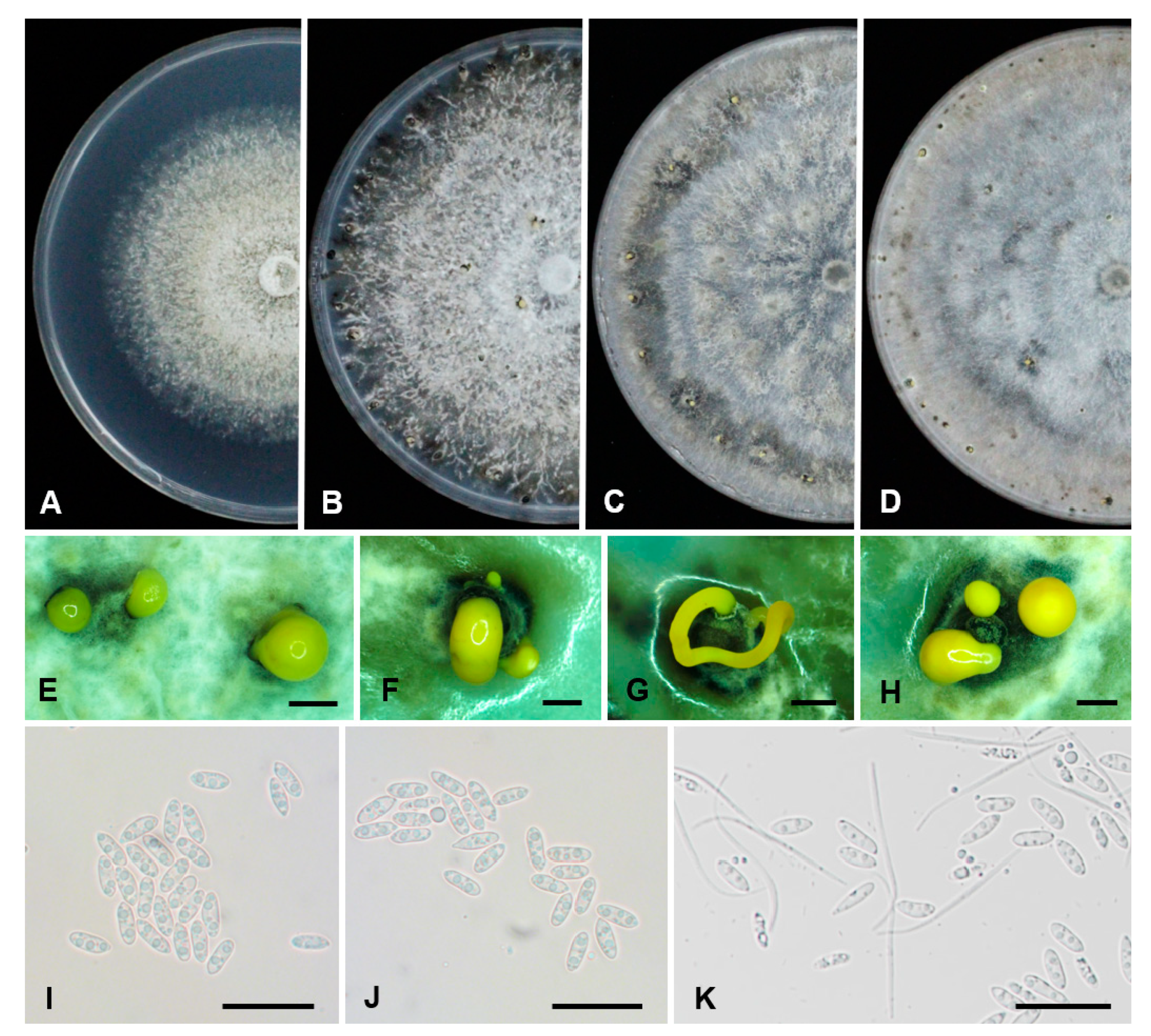 Plants 09 00329 g004