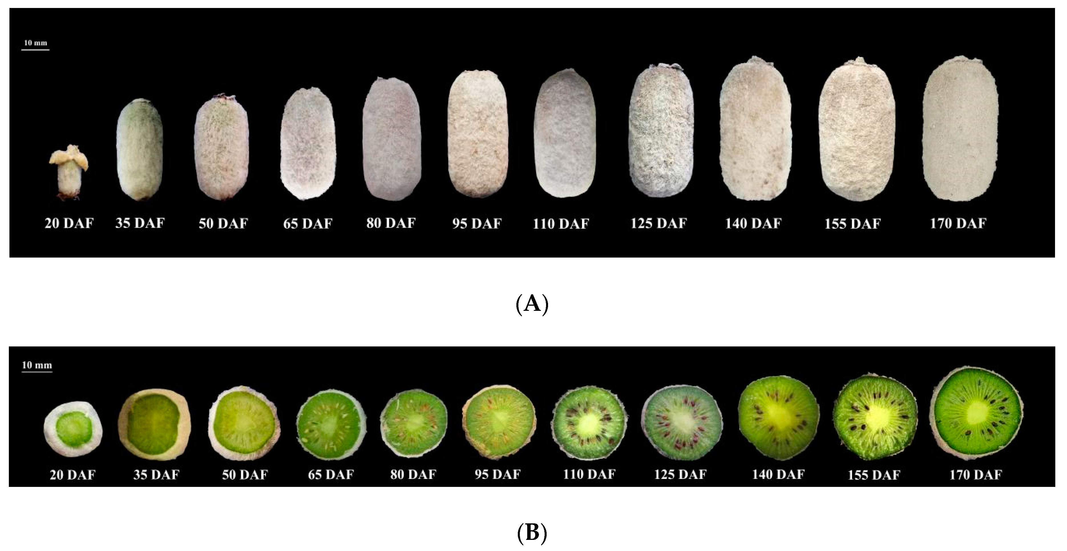 Plants 09 00332 g006 Plants 09 00332 g006