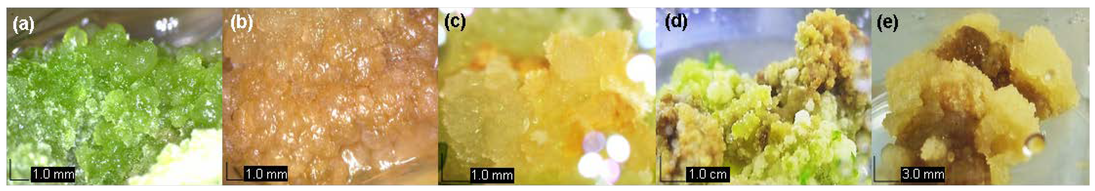 Plants 09 00352 g001 Plants 09 00352 g001