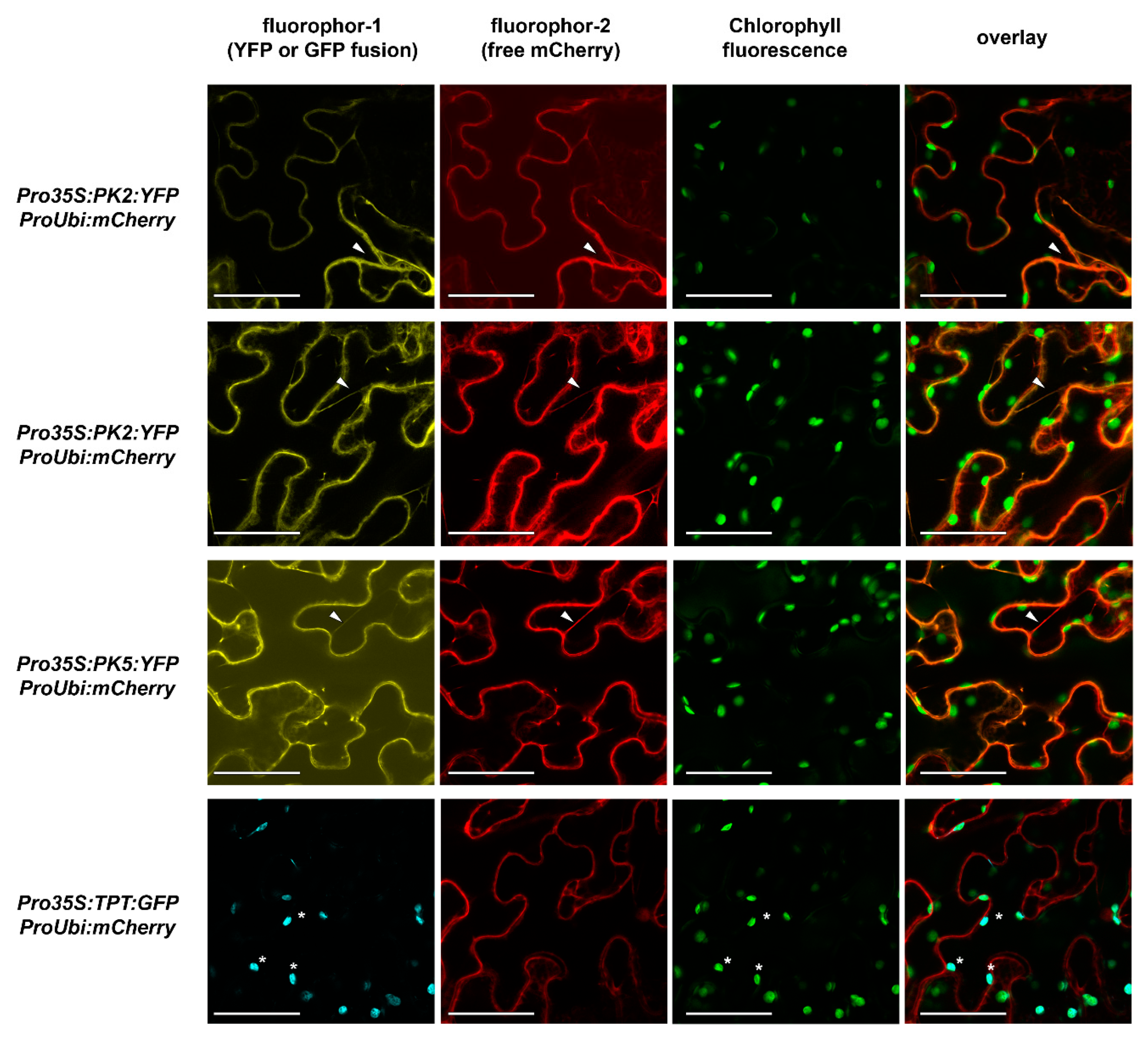 Plants 09 00353 g002
