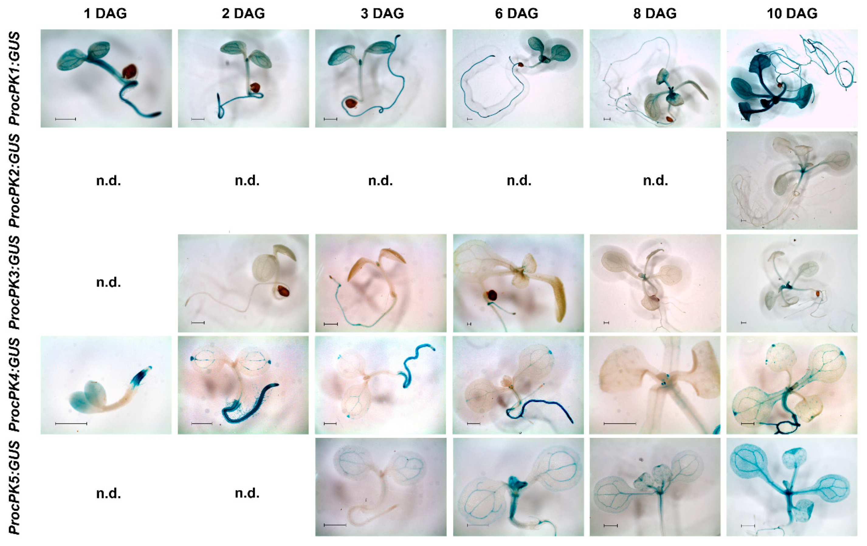 Plants 09 00353 g003