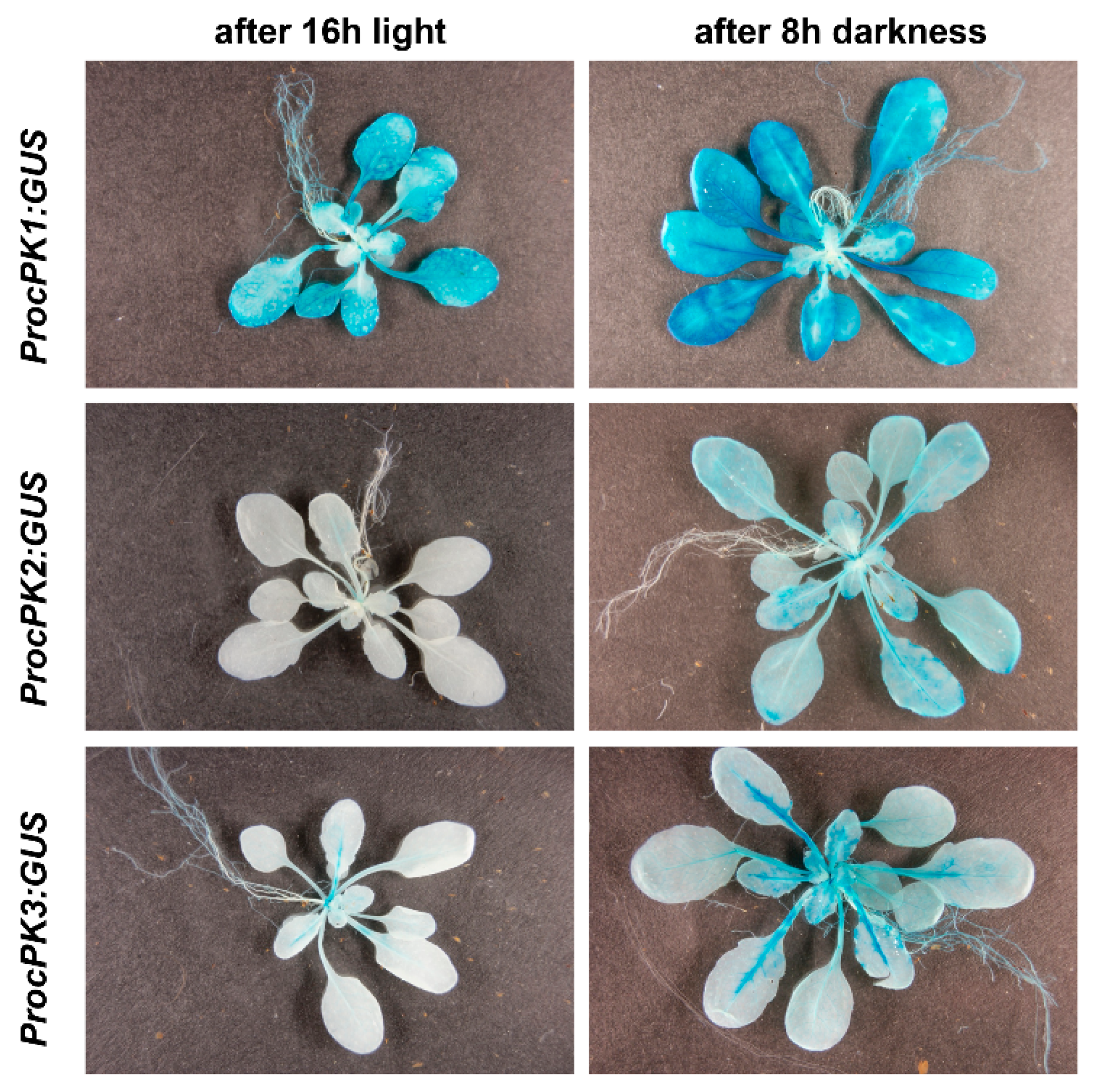 Plants 09 00353 g006