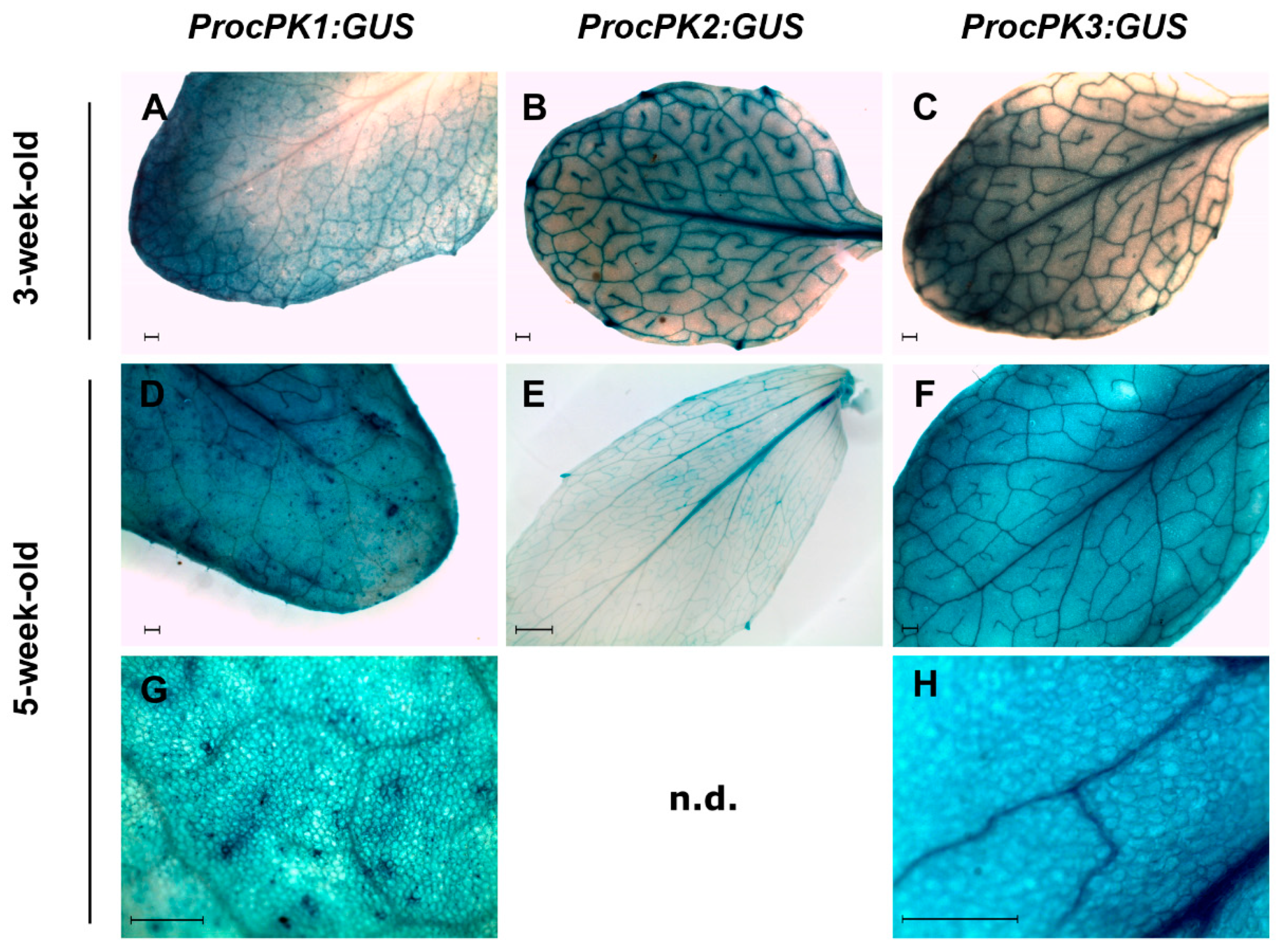 Plants 09 00353 g0a3