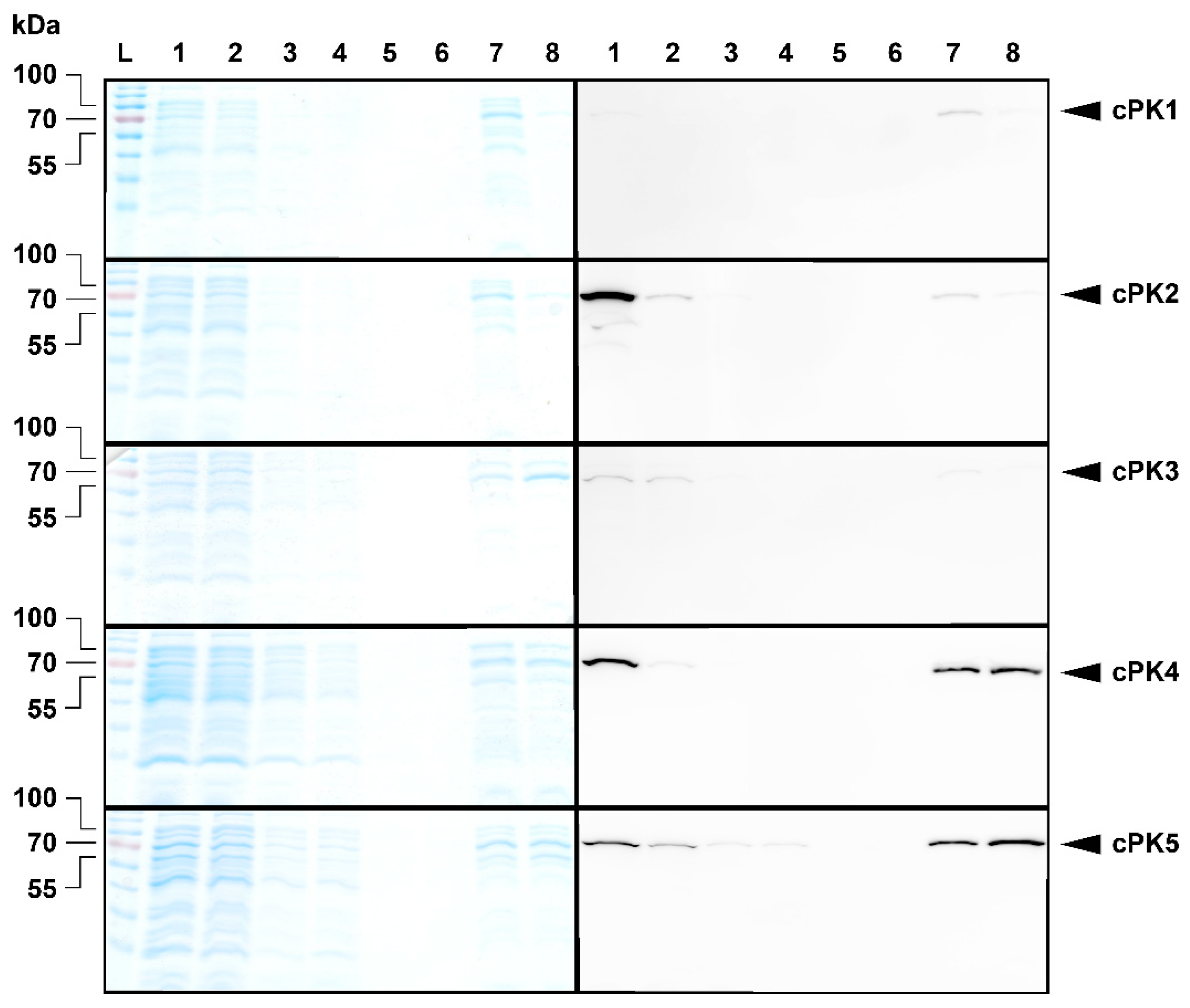 Plants 09 00353 g0a4