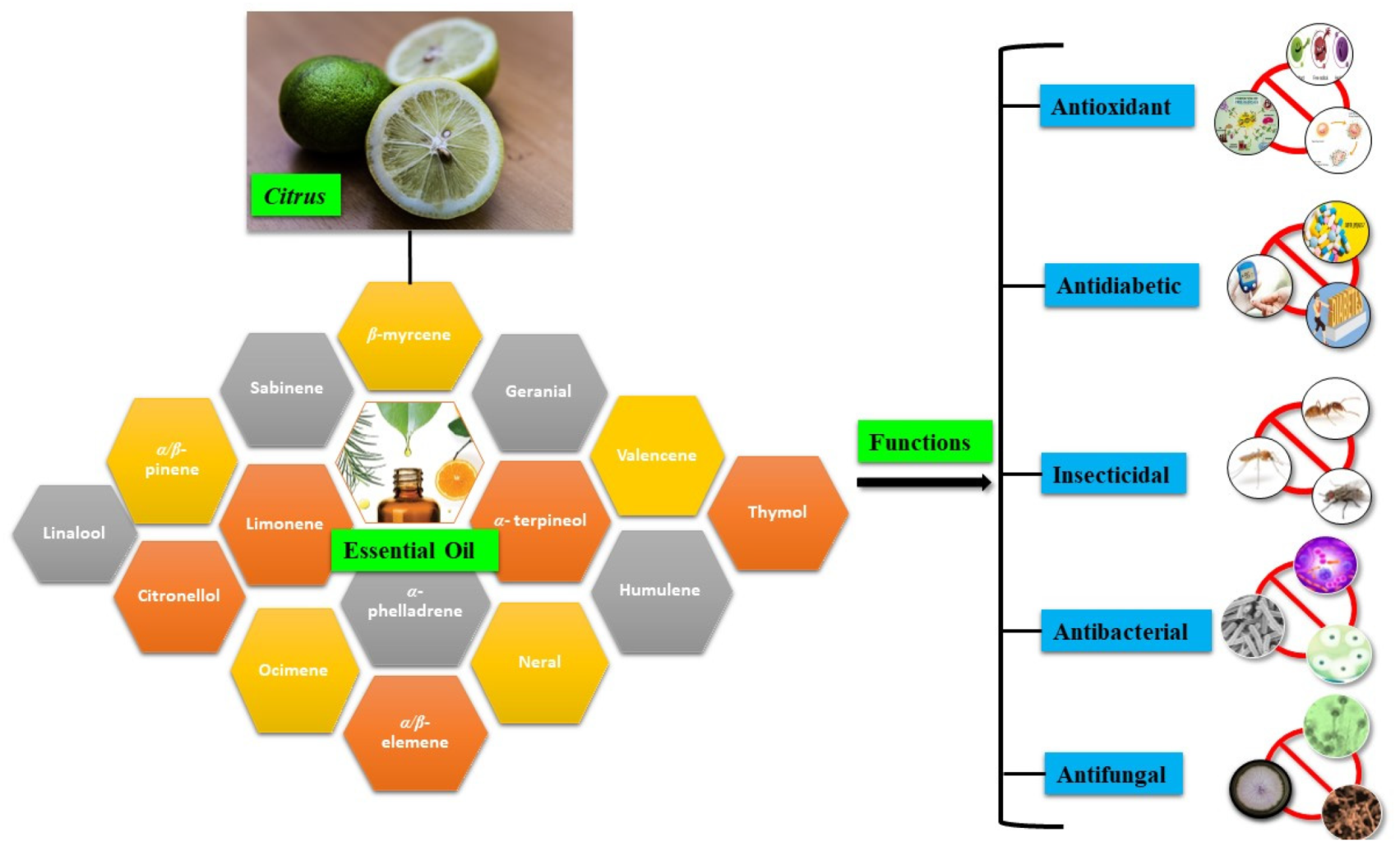 LEMON ESSENTIAL OIL USA GROWN