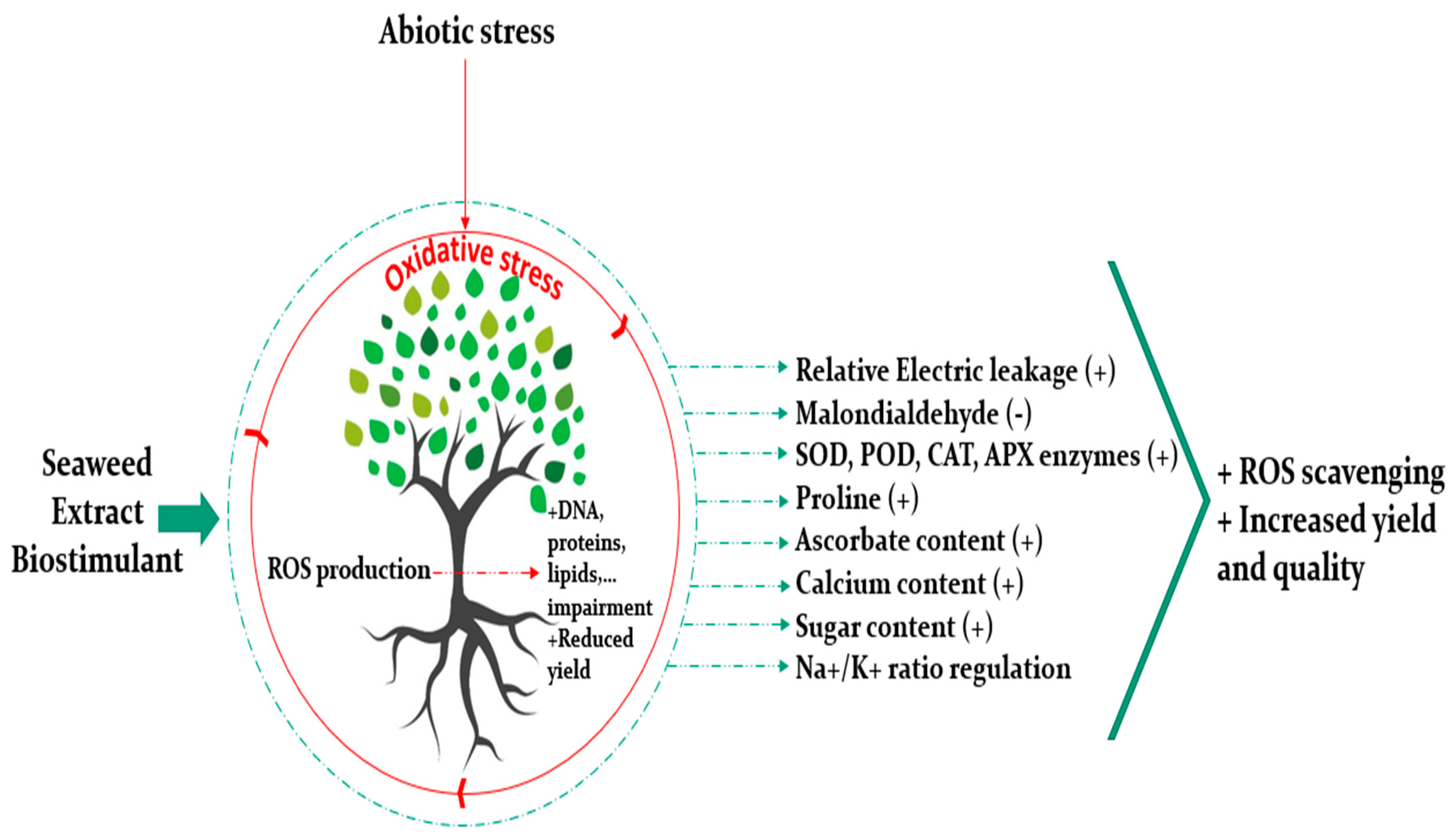 Plants Free Full Text Trends In Seaweed Extract Based