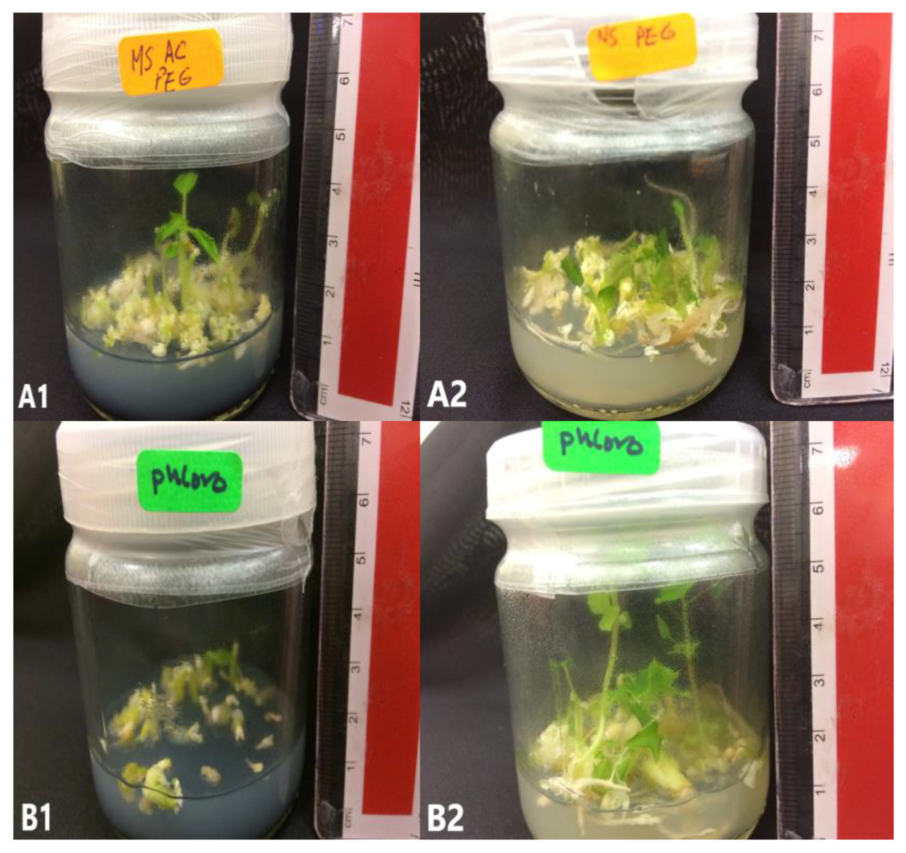 Plants 09 00360 g007