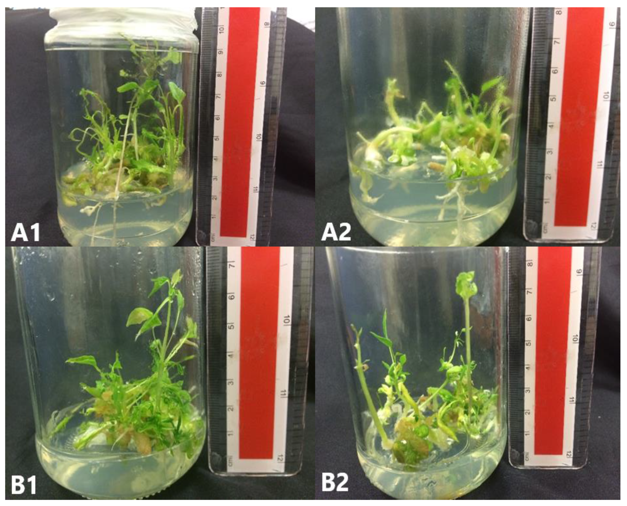 Plants 09 00360 g008