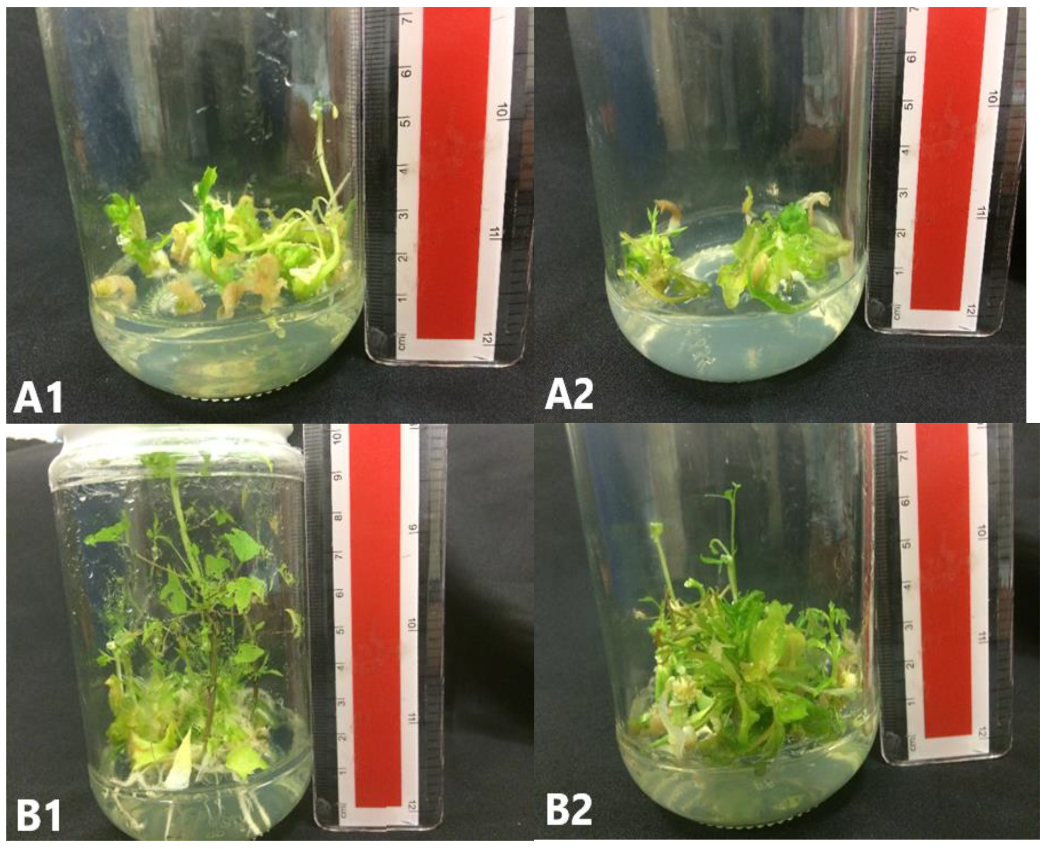 Plants 09 00360 g009