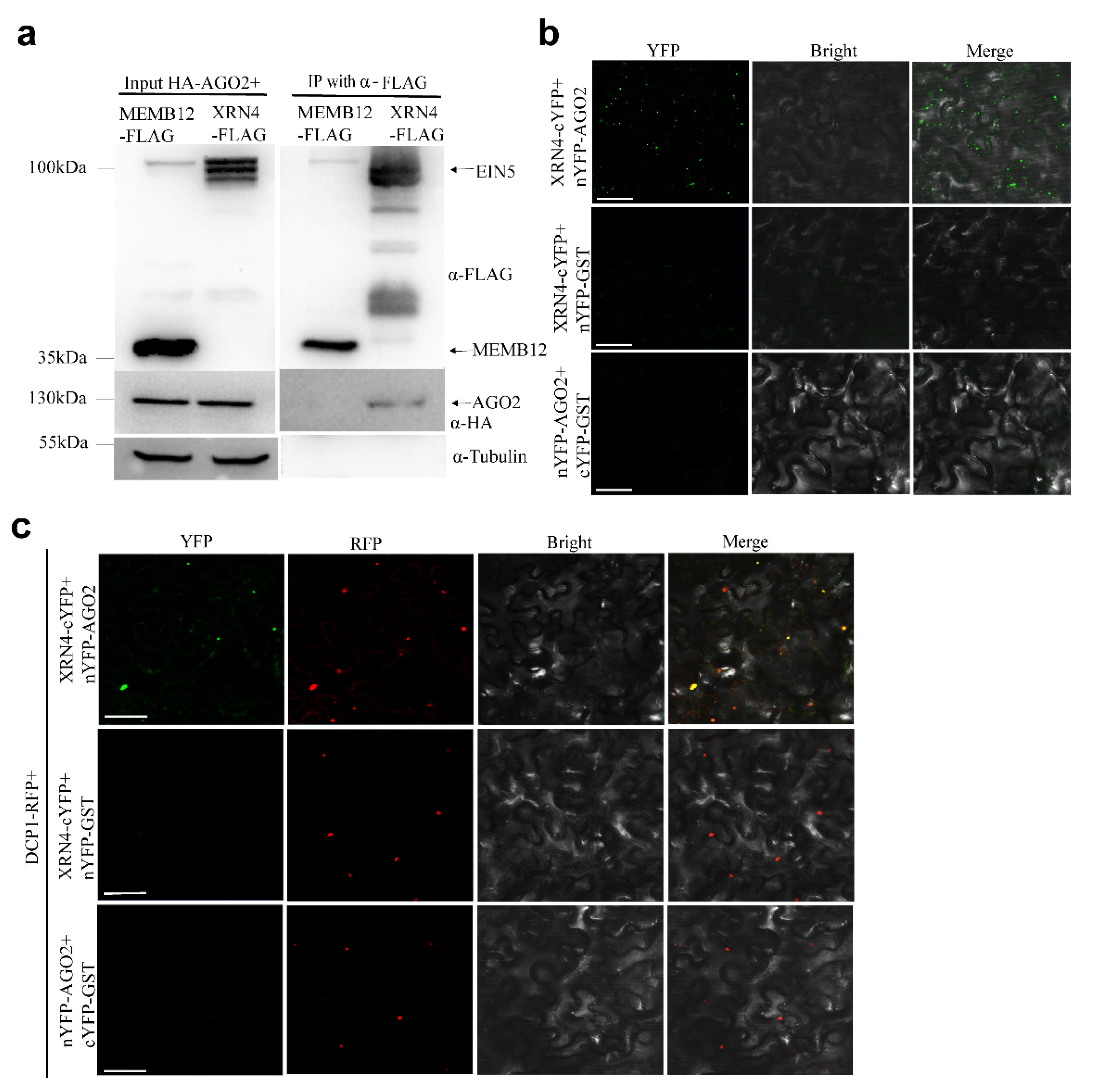 Plants 09 00362 g005