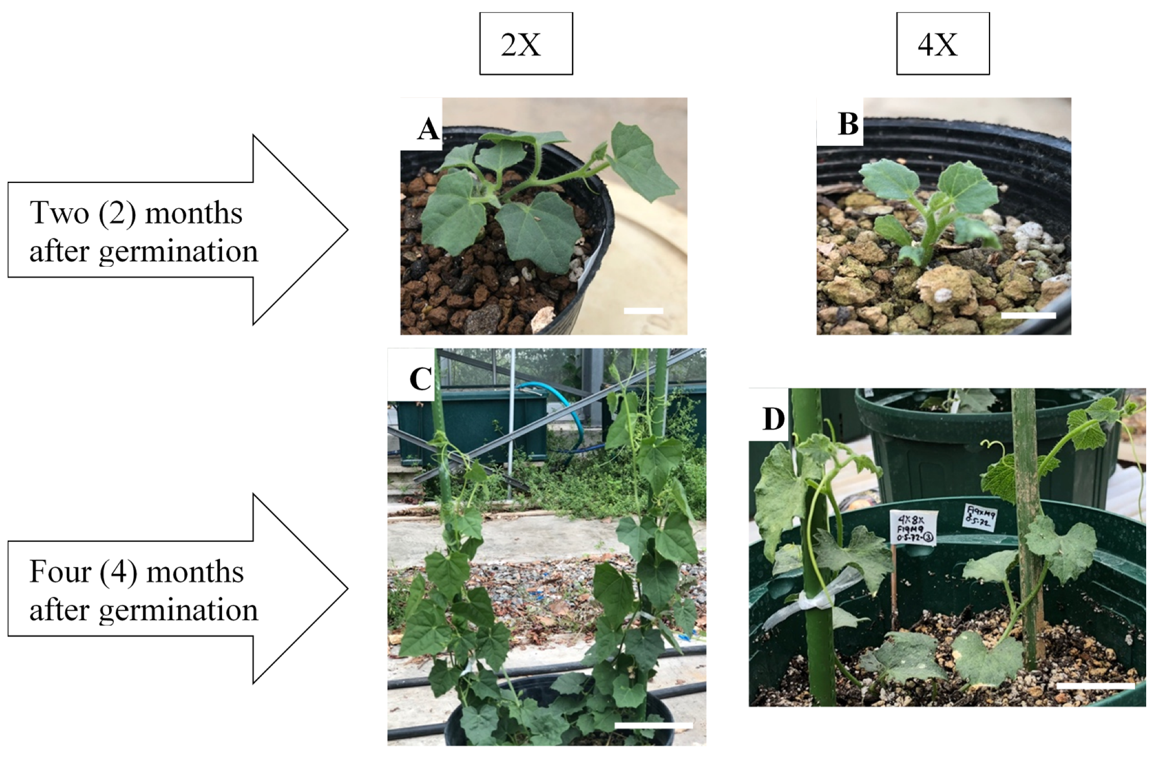 Plants 09 00370 g004