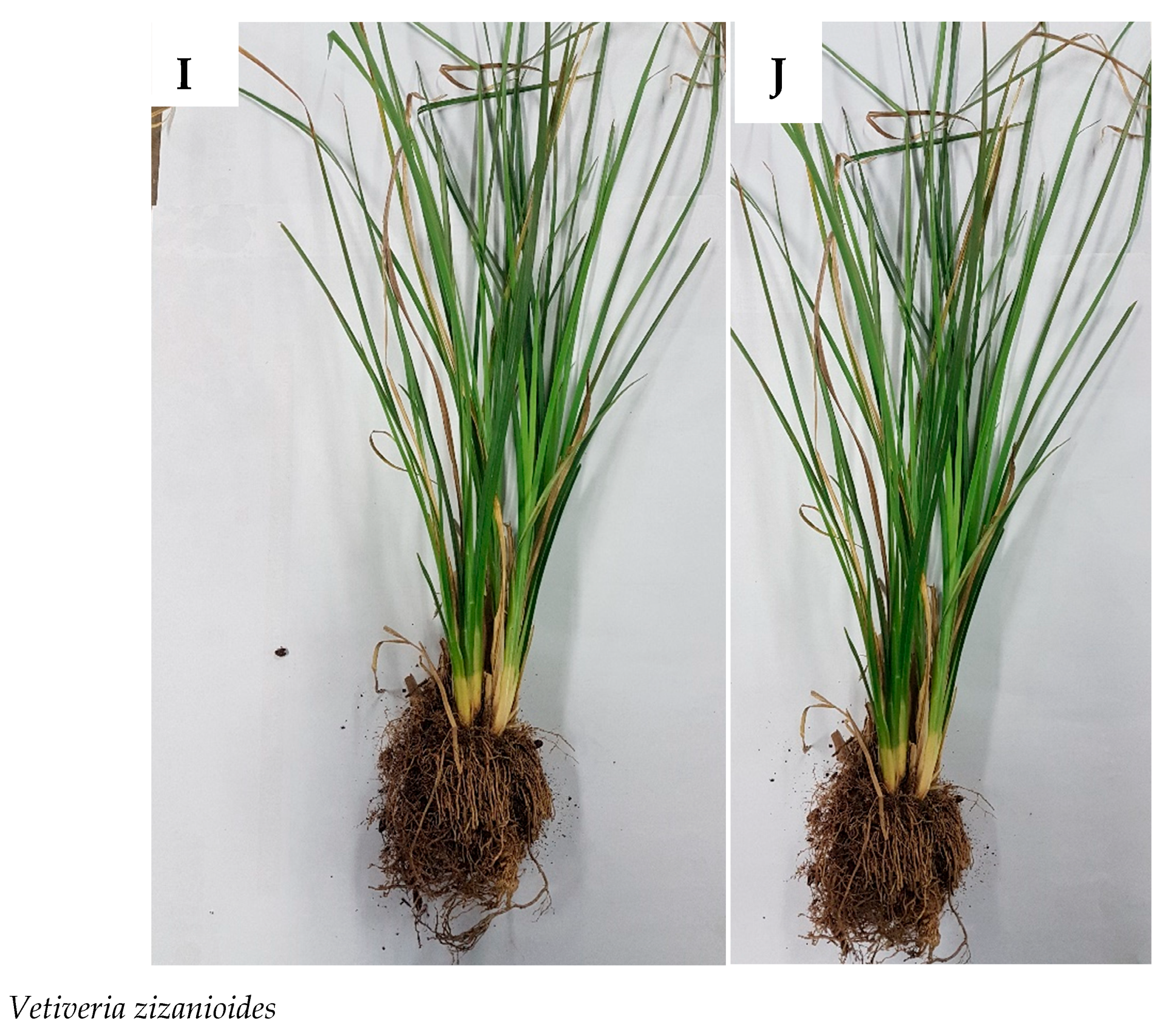 Plants 09 00371 g0a1d