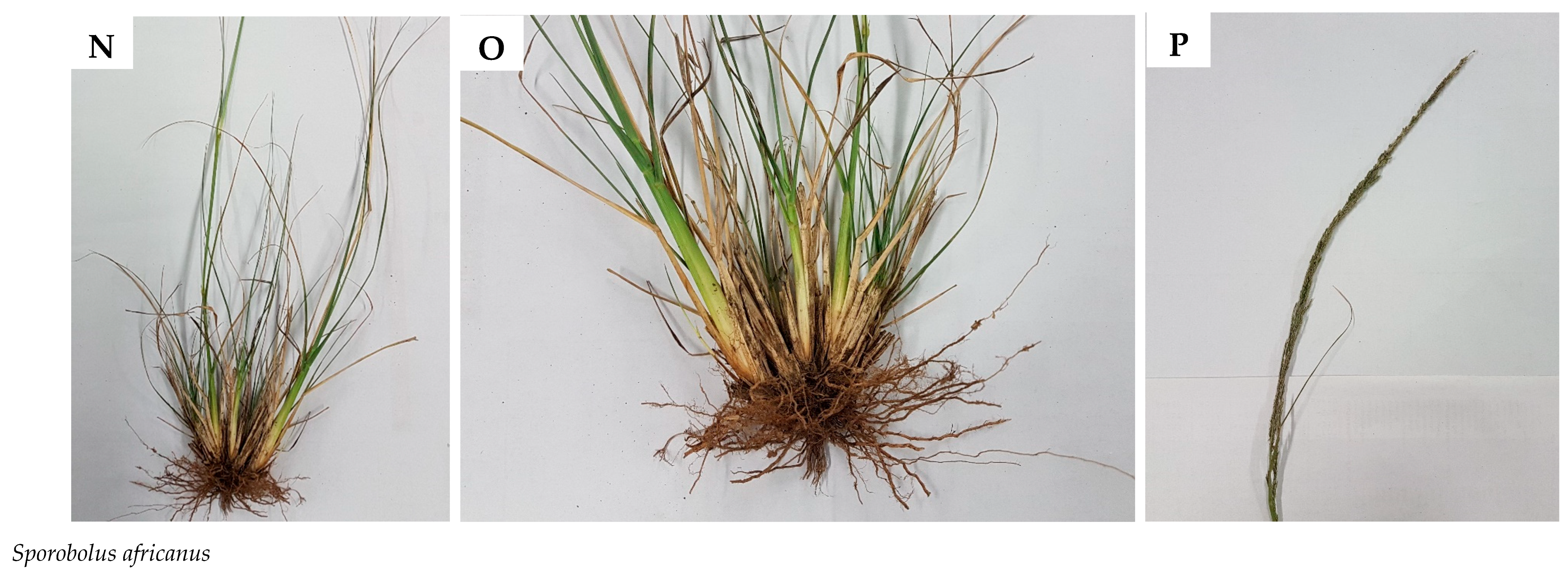 Plants 09 00371 g0a1f