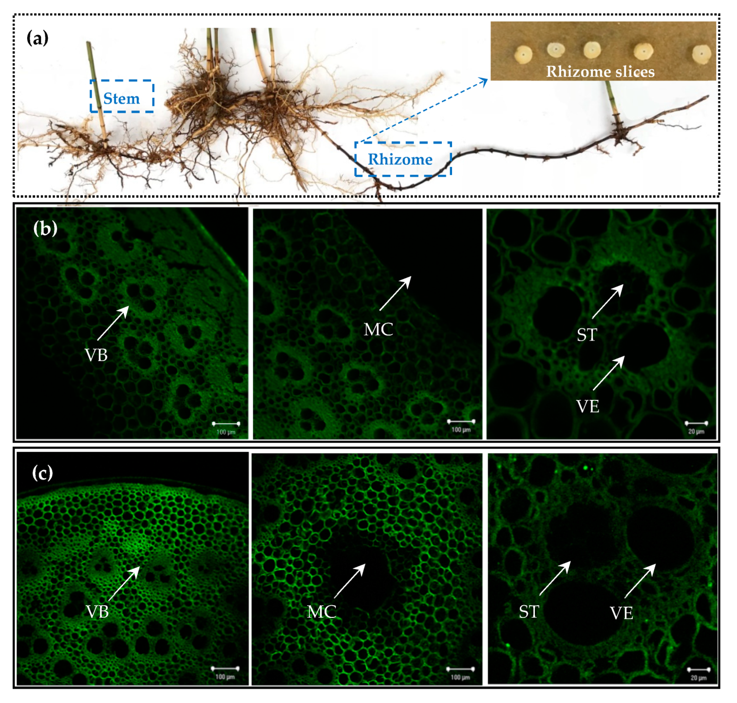 Plants 09 00373 g001