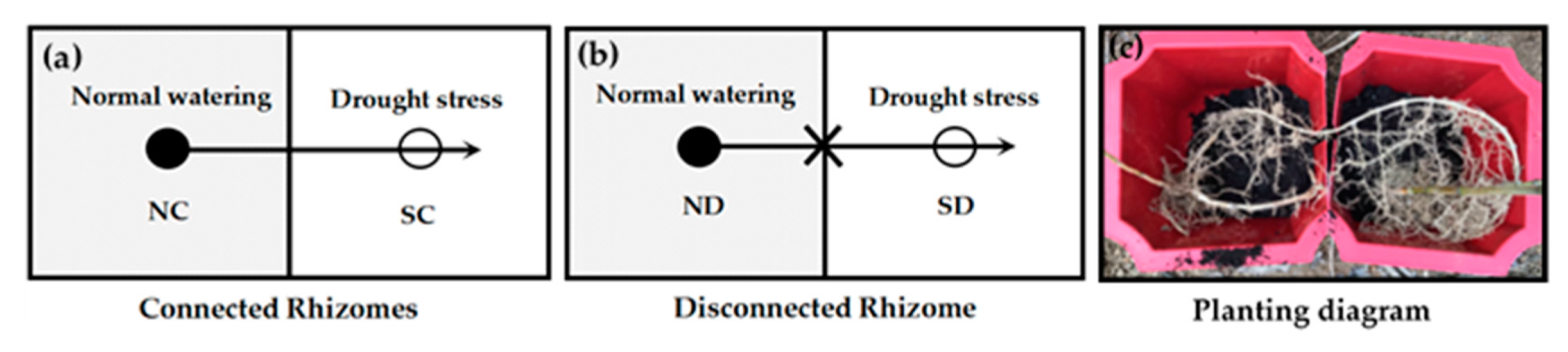 Plants 09 00373 g009