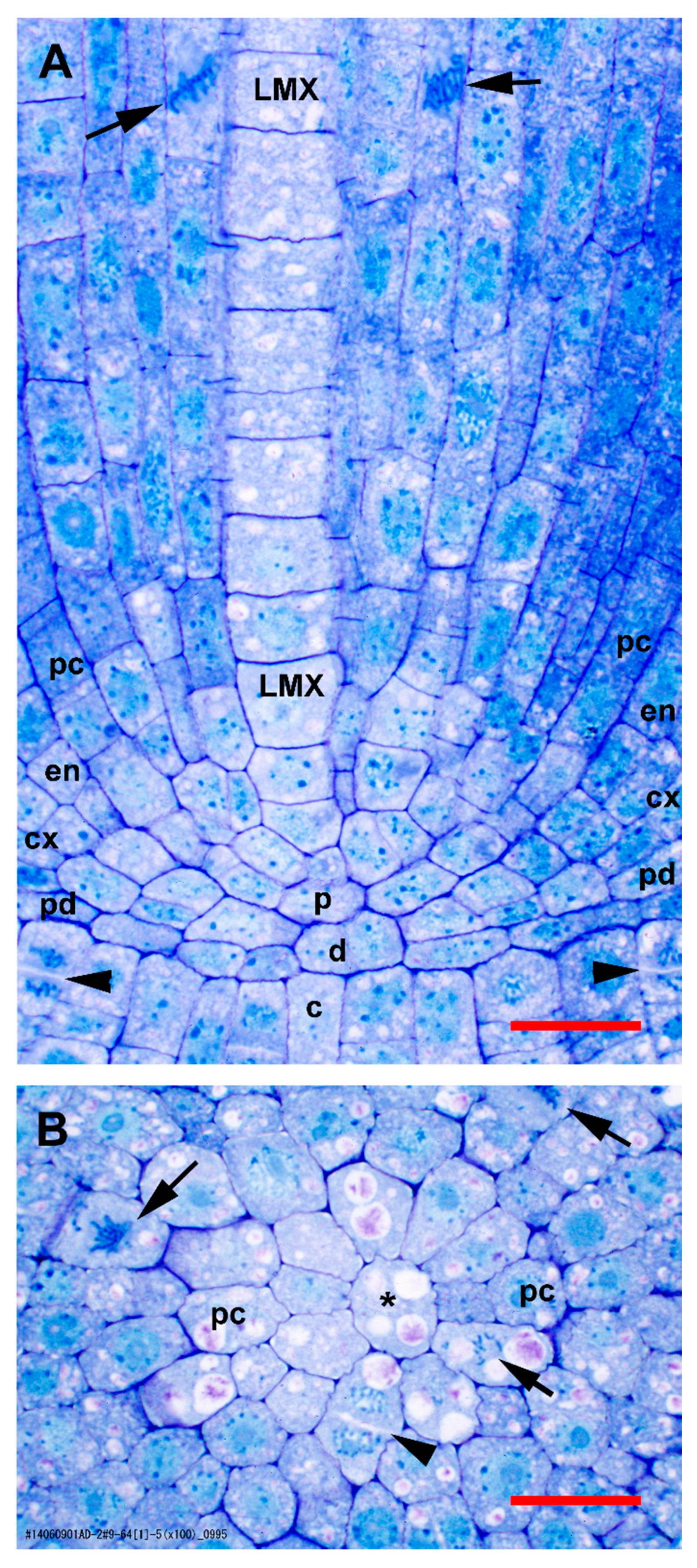 Plants 09 00374 g001