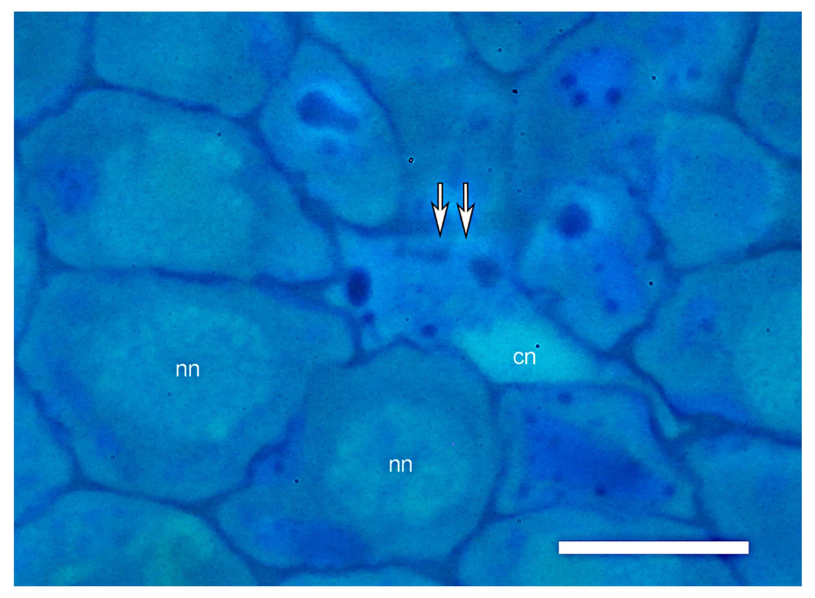 Plants 09 00374 g007