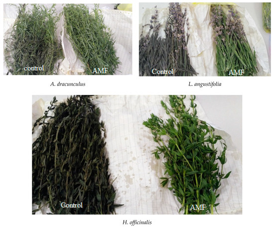 Yield, Essential Oil and Quality Performances of Artemisia