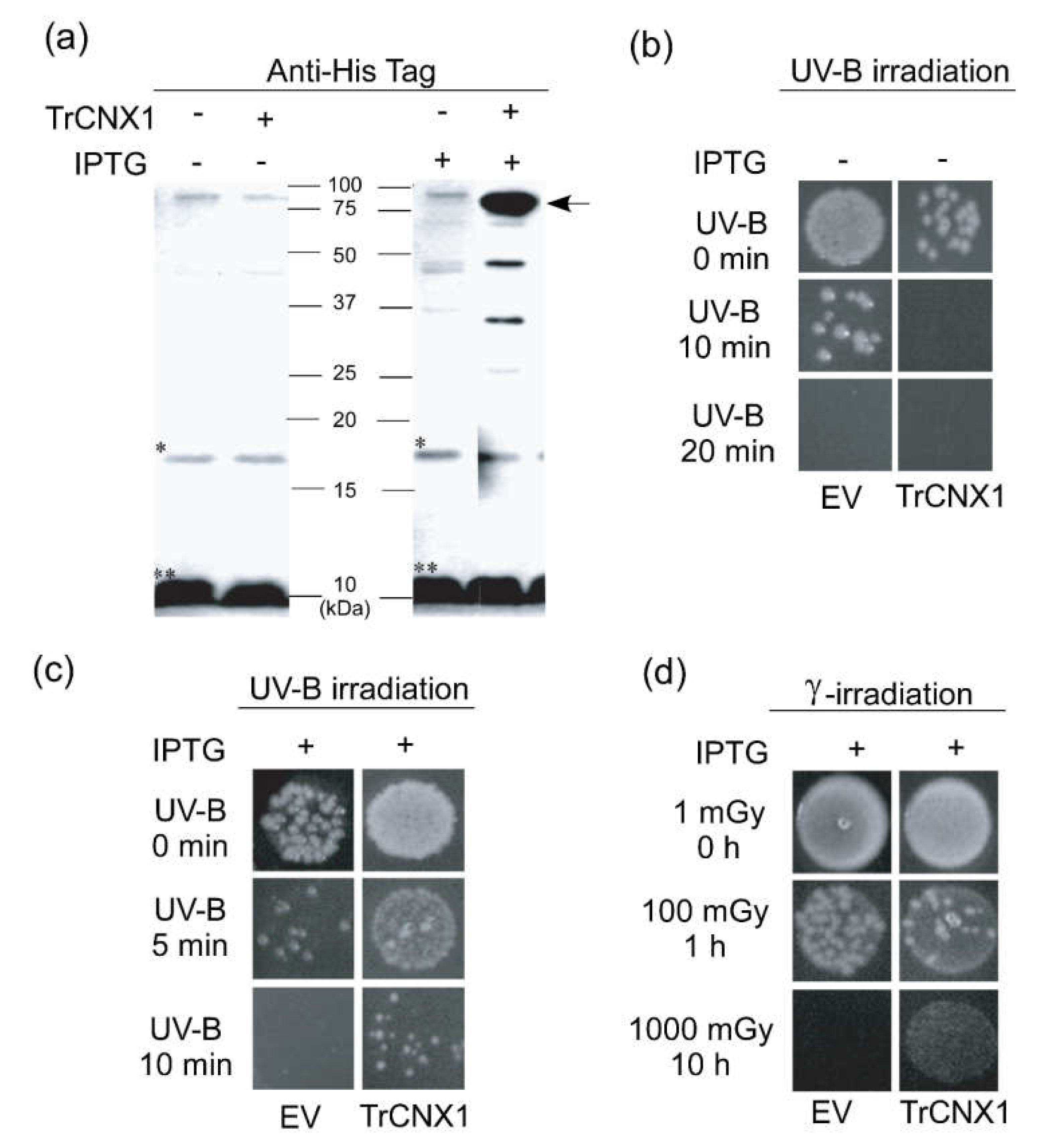 Plants 09 00387 g005