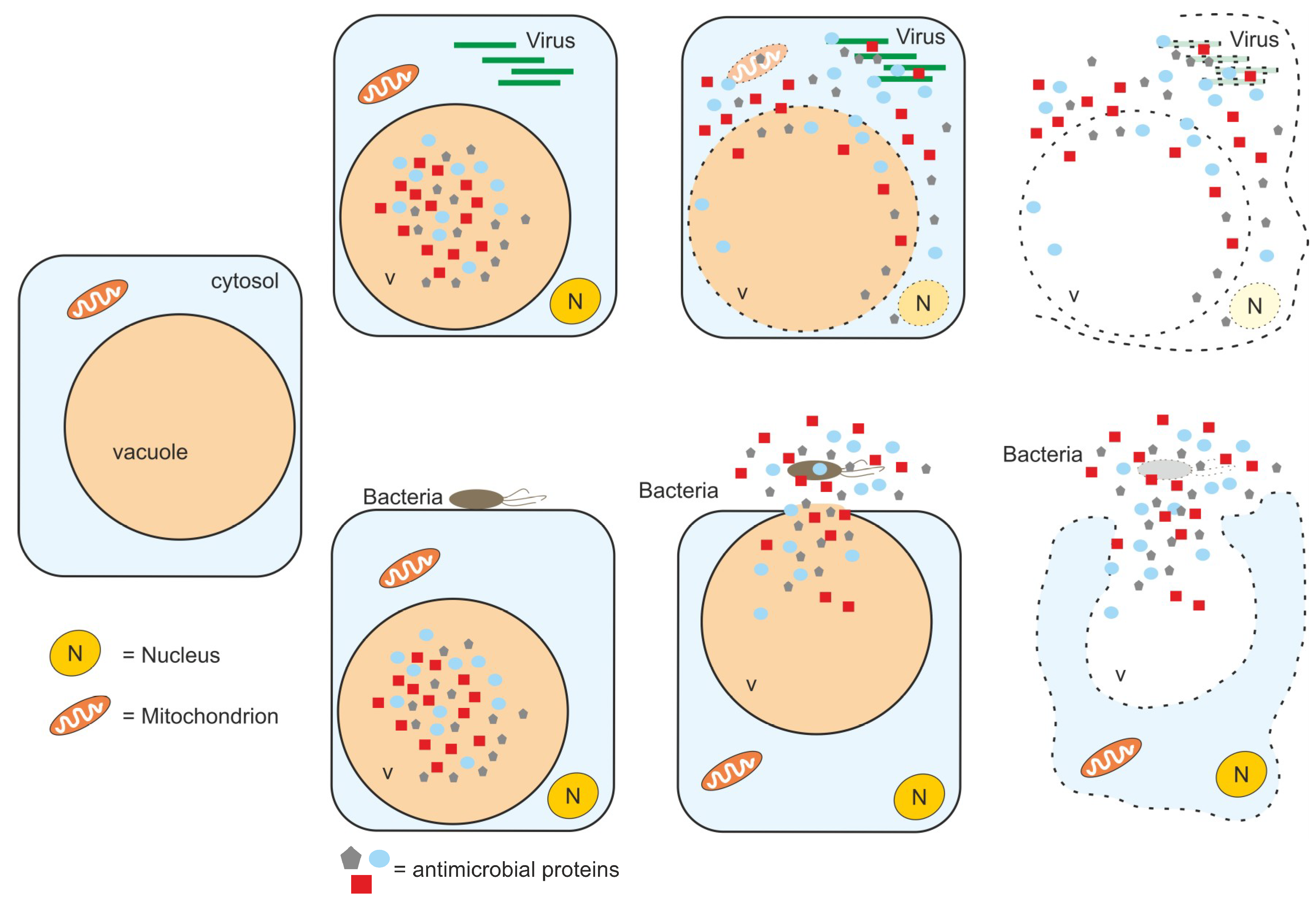 Plant Cell Possess Large Vacuoles - Pdf Function And Evolution Of The Vacuolar Compartment In Green Algae And Land Plants Viridiplantae : Cell sap in vacuoles usually contains water and.