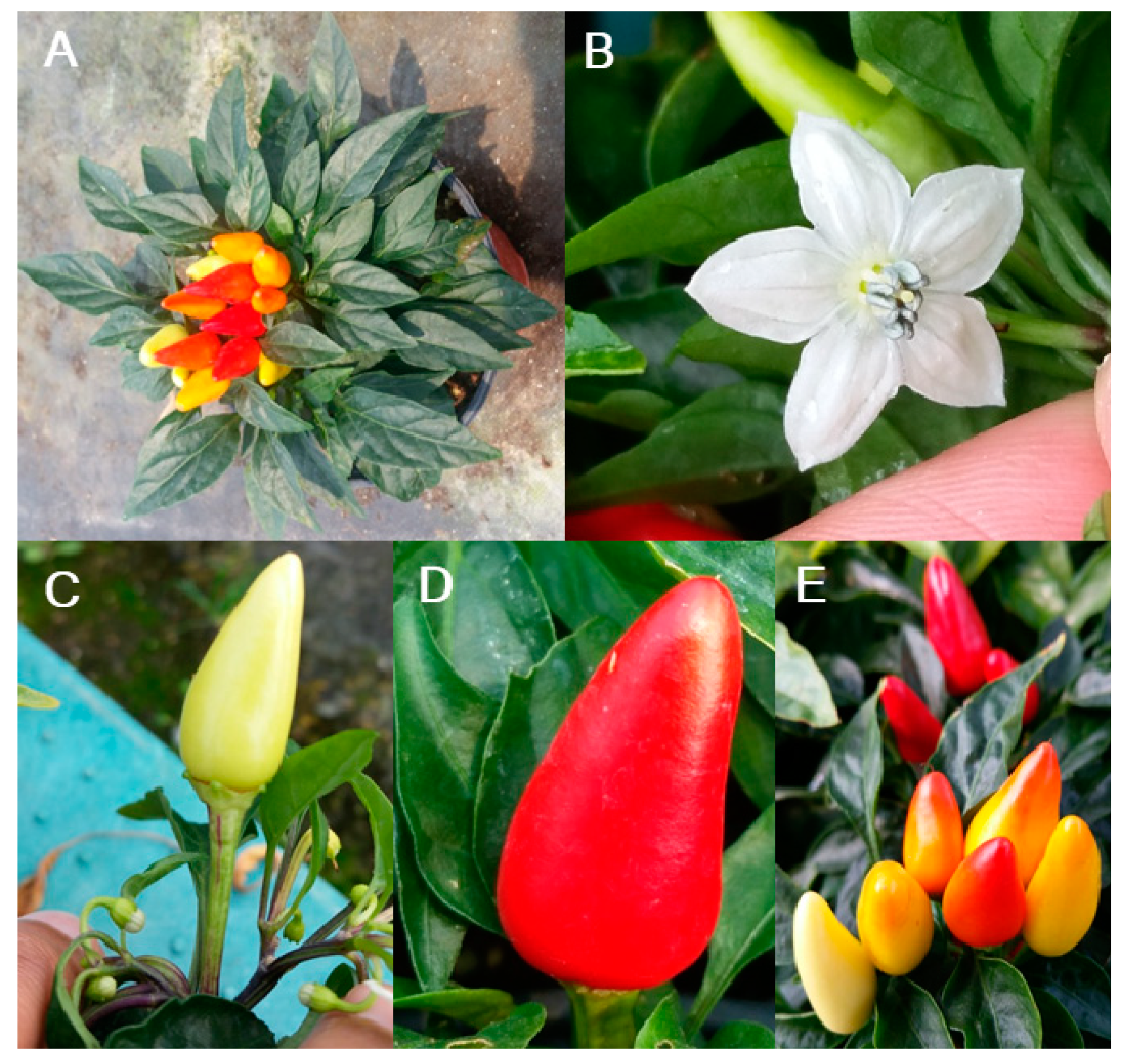 Plants 09 00396 g003