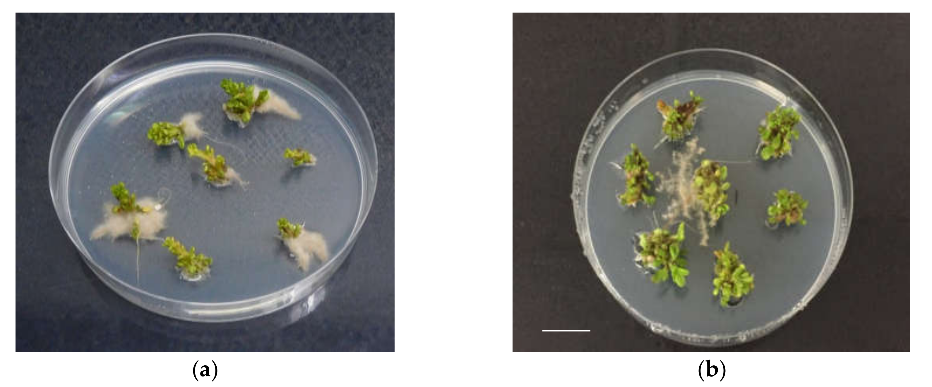 Plants 09 00398 g001