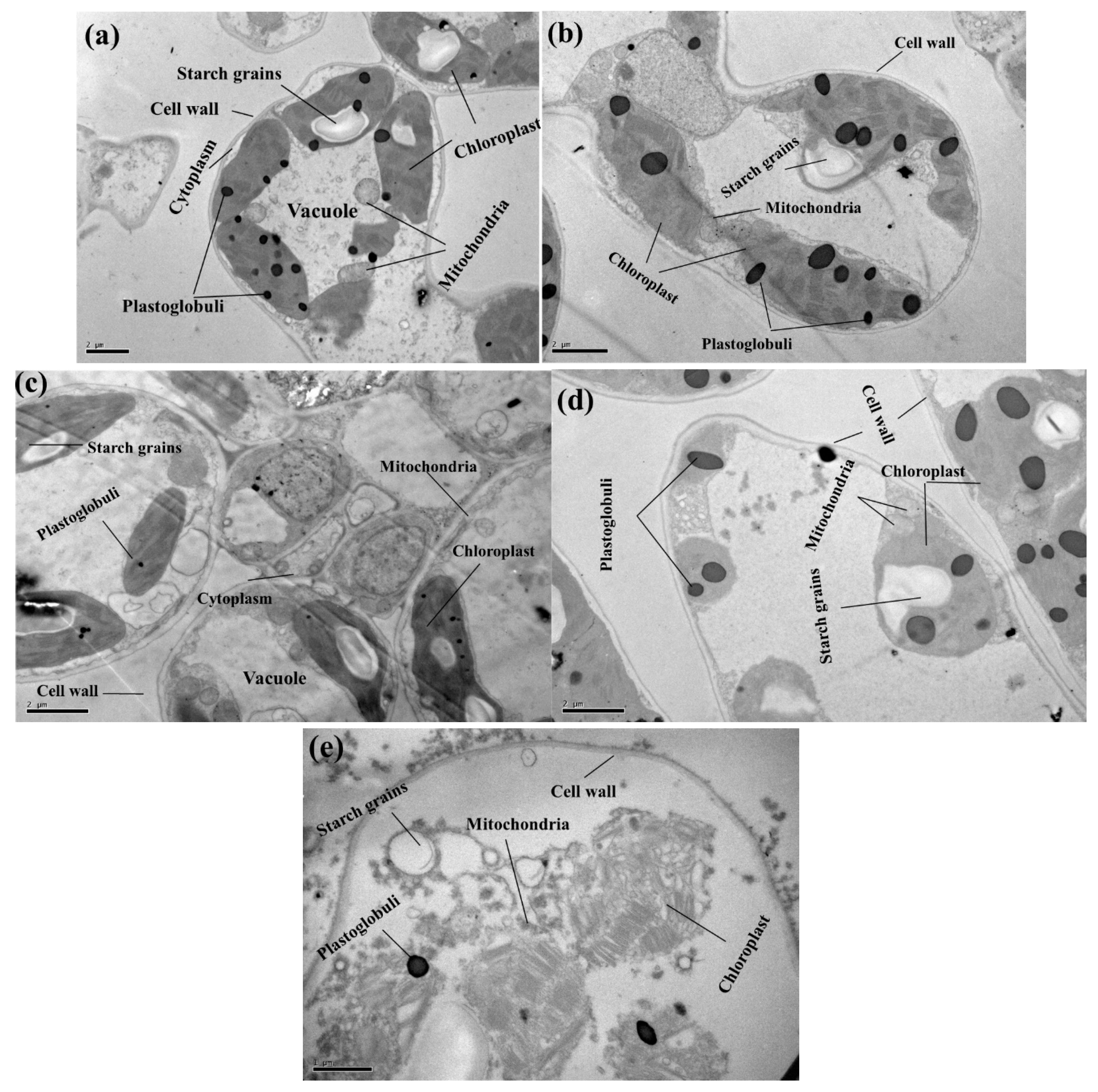 Plants 09 00404 g006