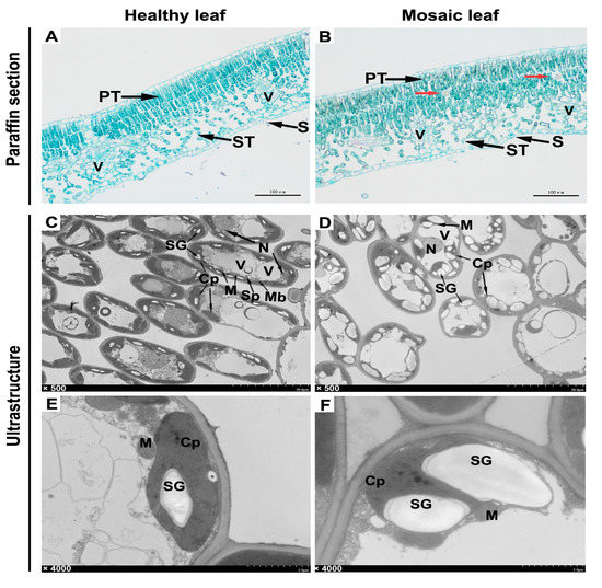 Incidence and Molecular Identification of Apple Necrotic