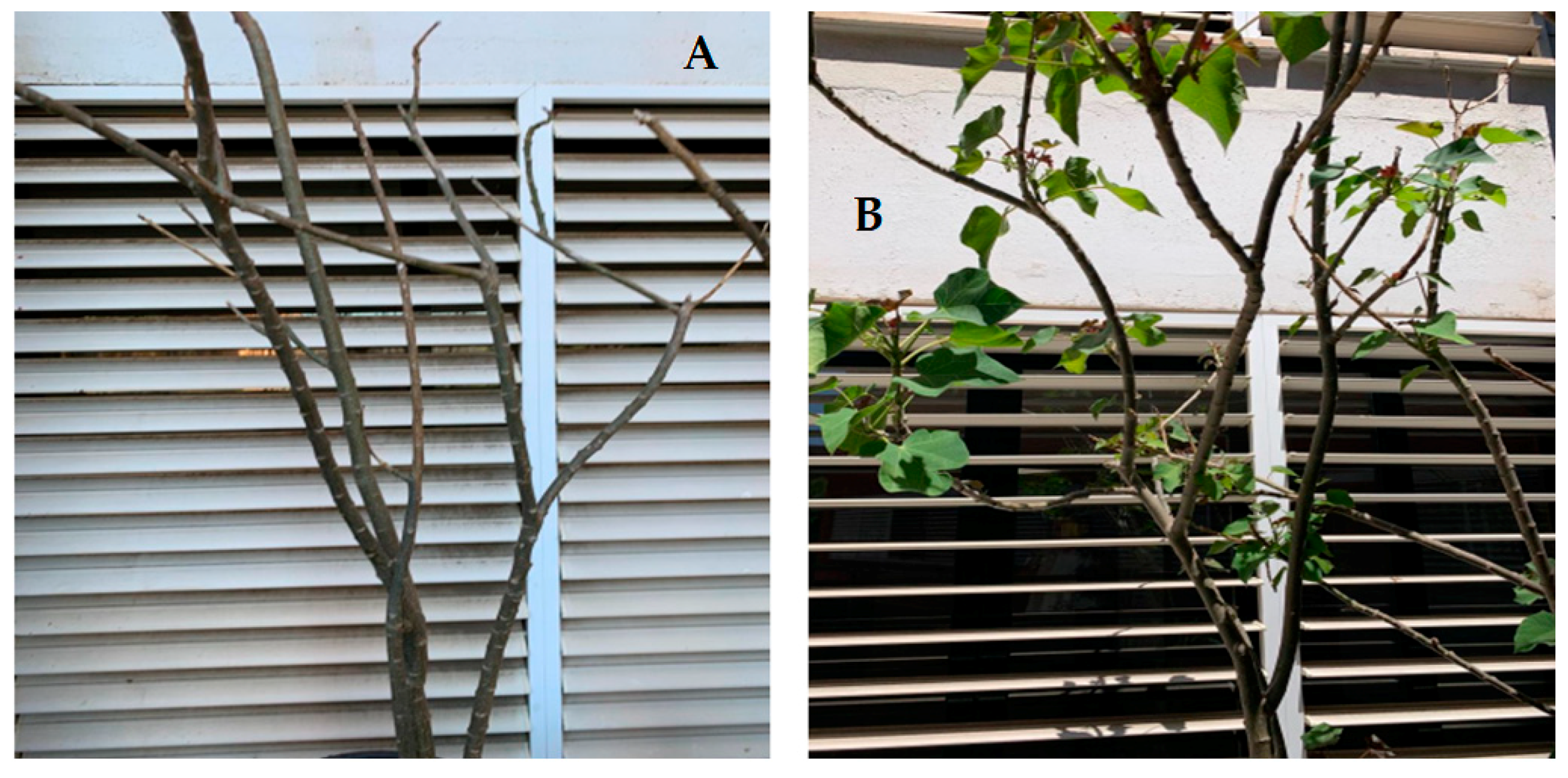 Plants 09 00418 g003