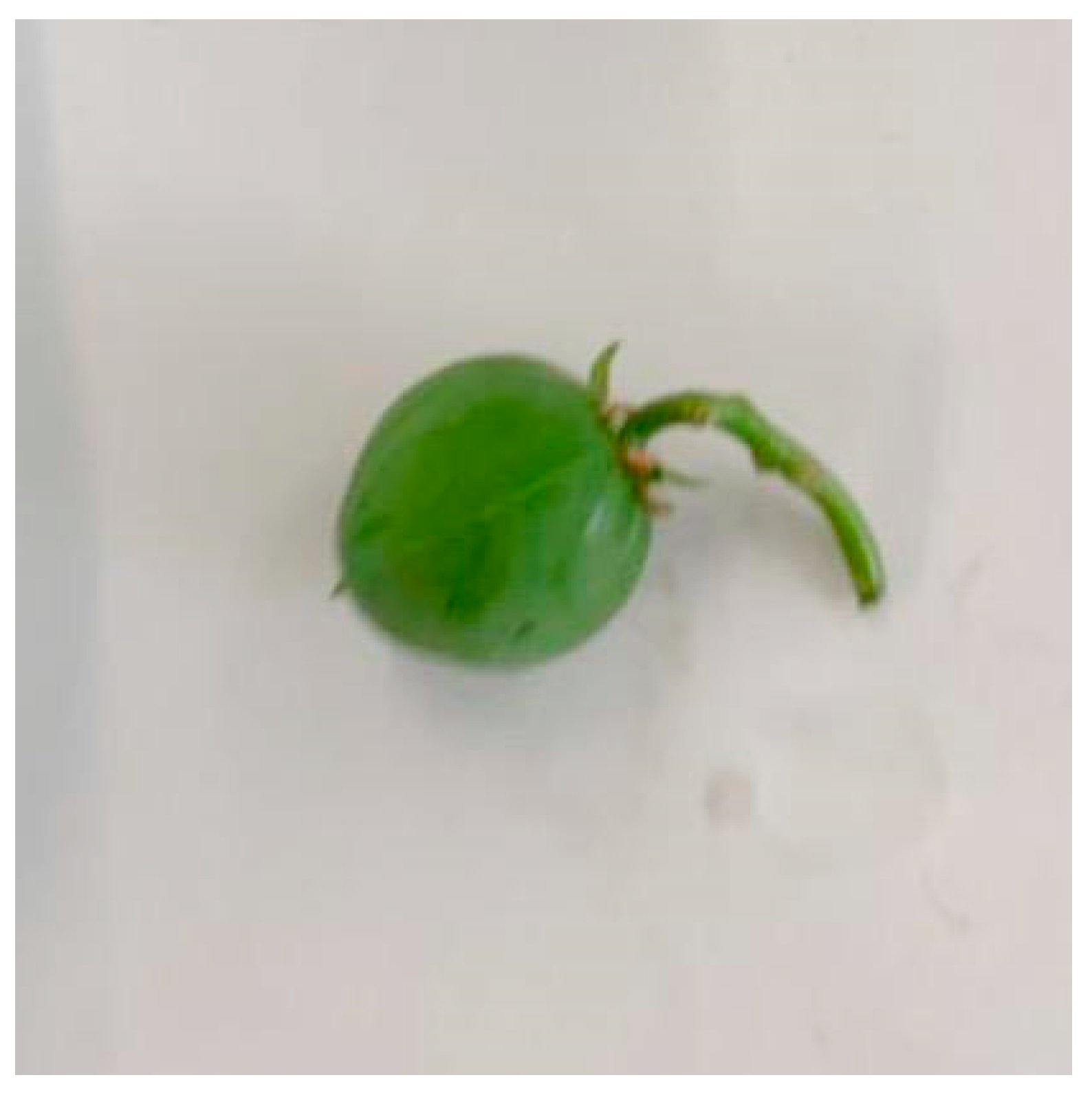 Plants 09 00418 g004