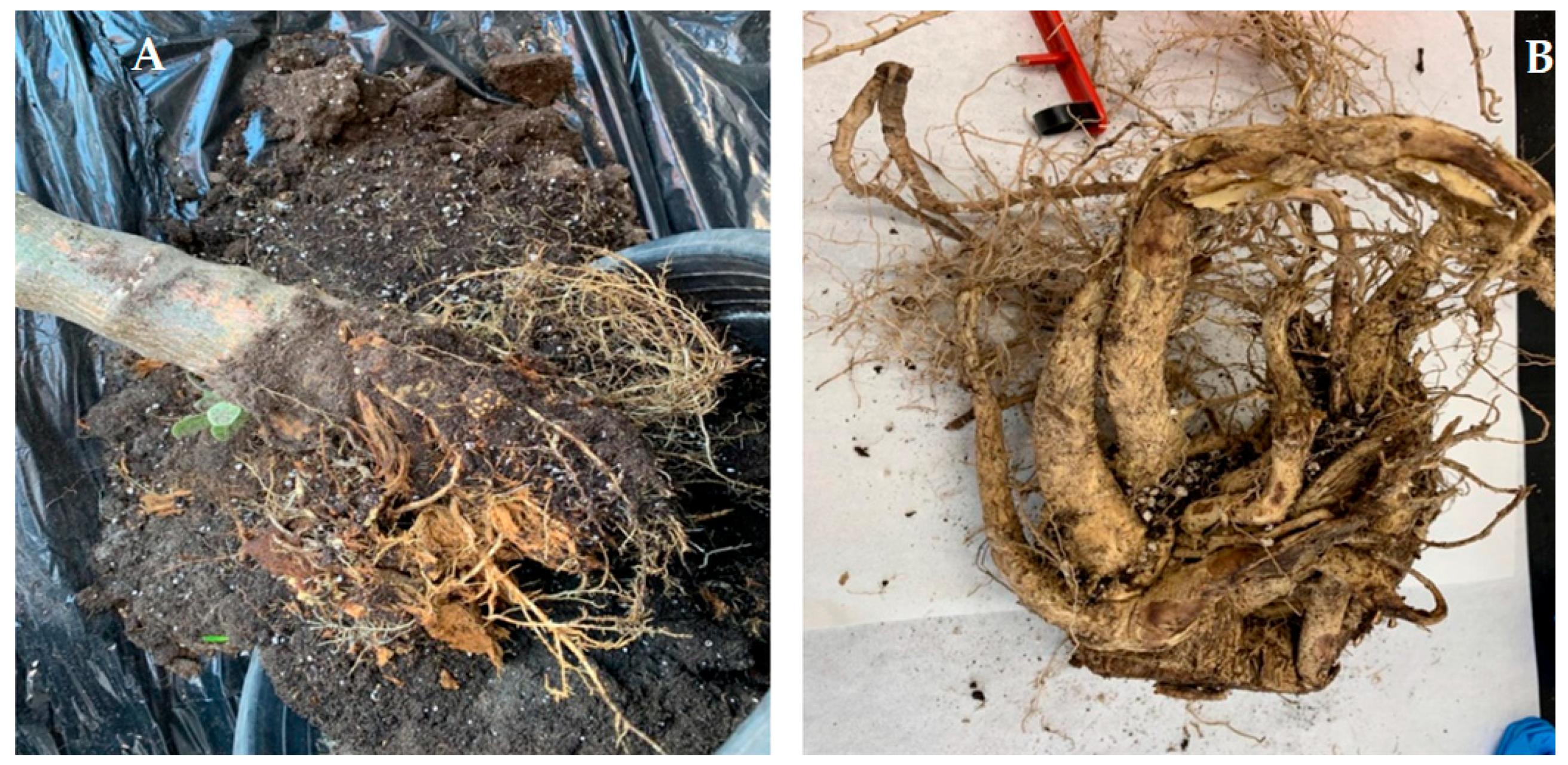 Plants 09 00418 g005