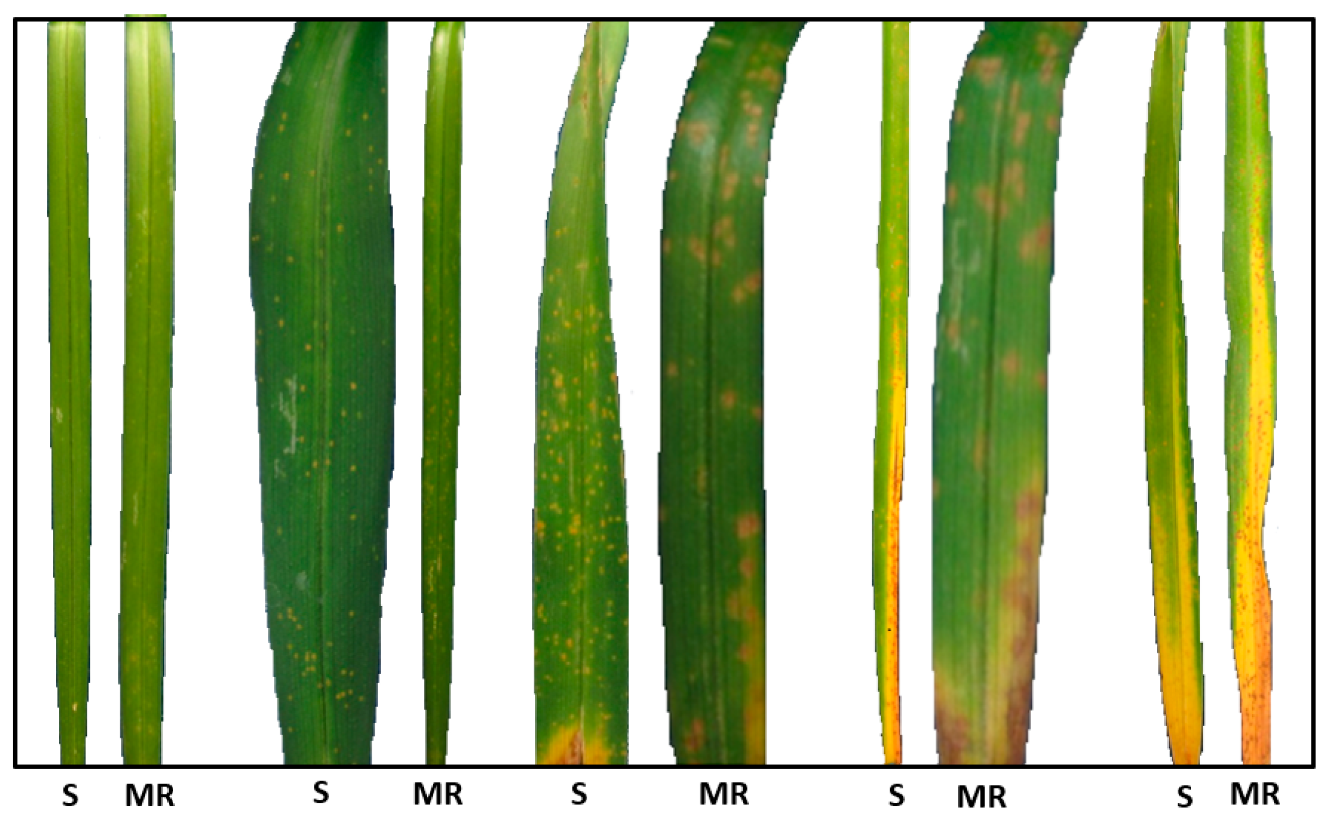 Plants 09 00427 g007