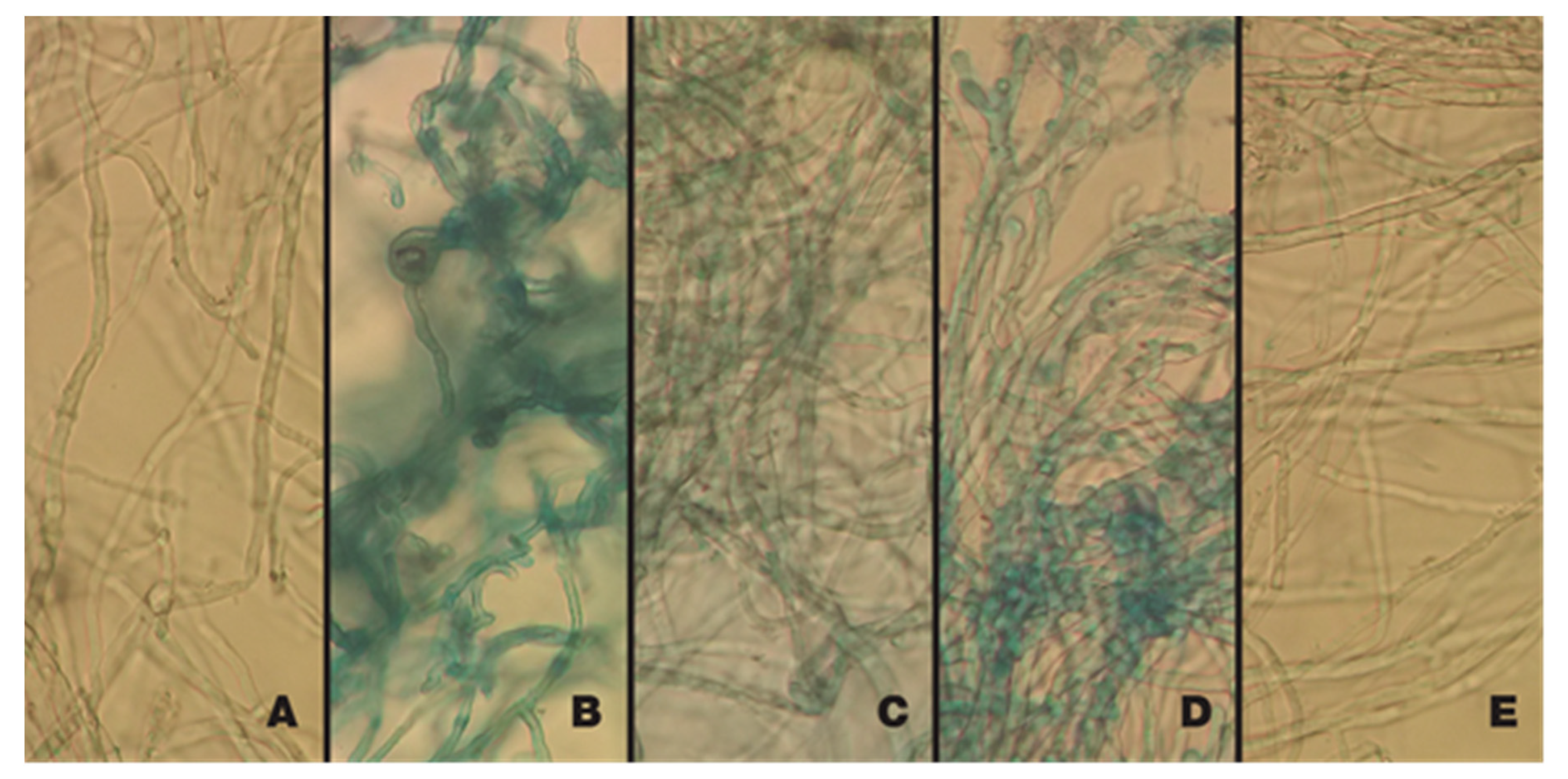 Plants 09 00438 g002 Plants 09 00438 g002