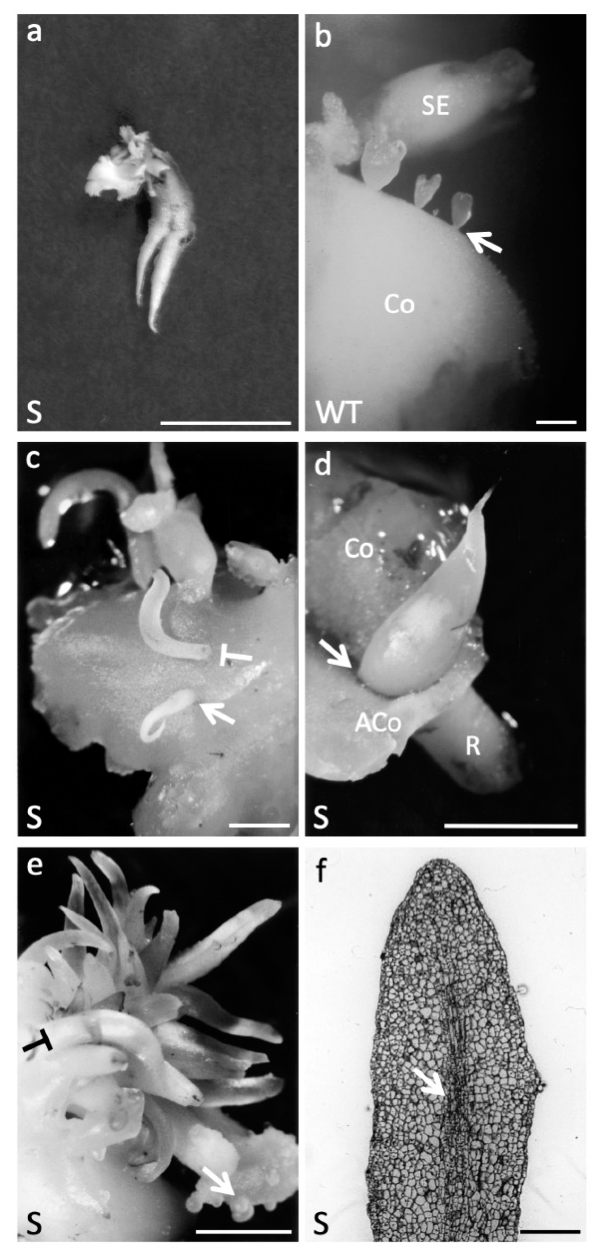 Plants 09 00444 g003