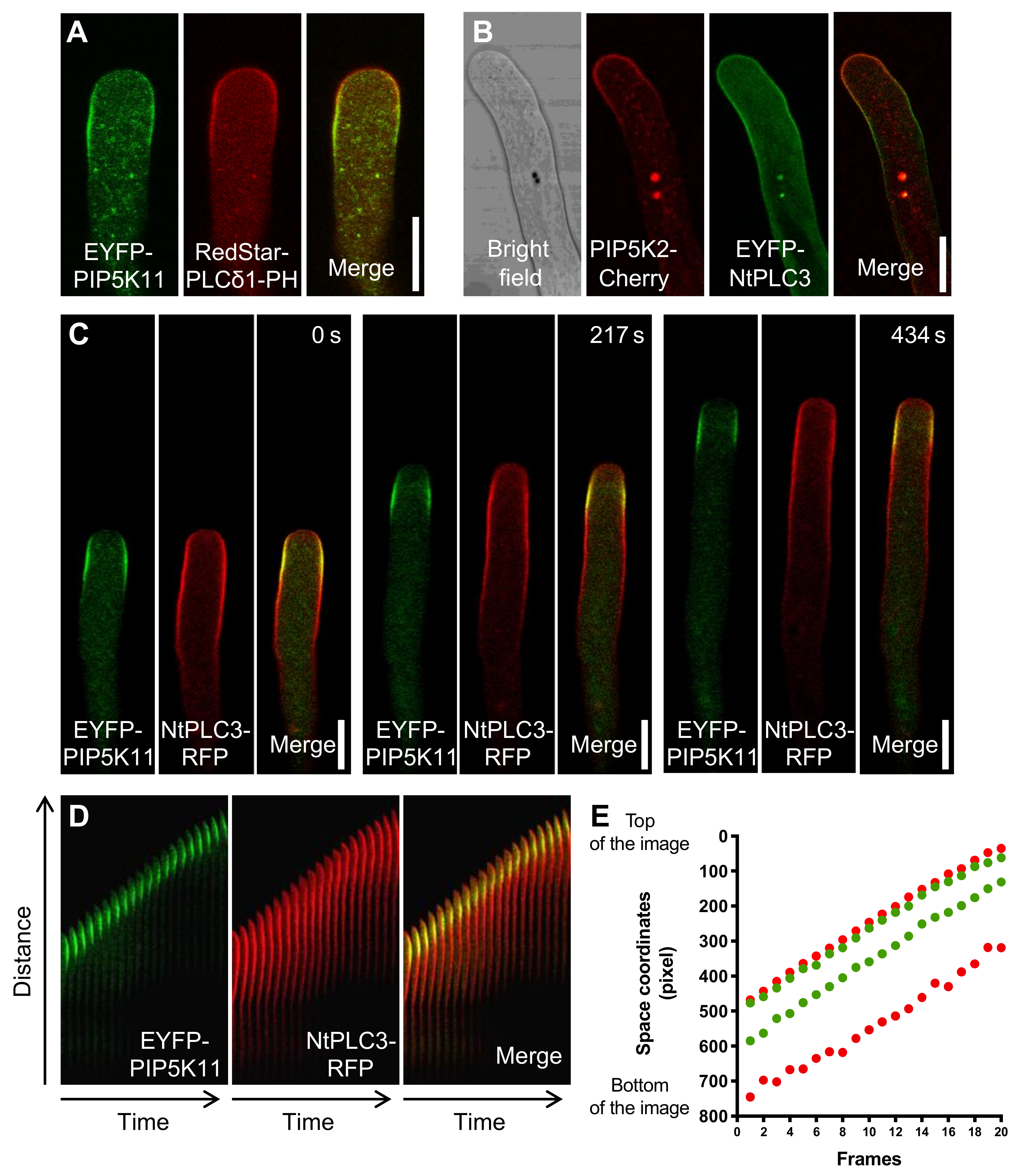 Plants 09 00452 g001