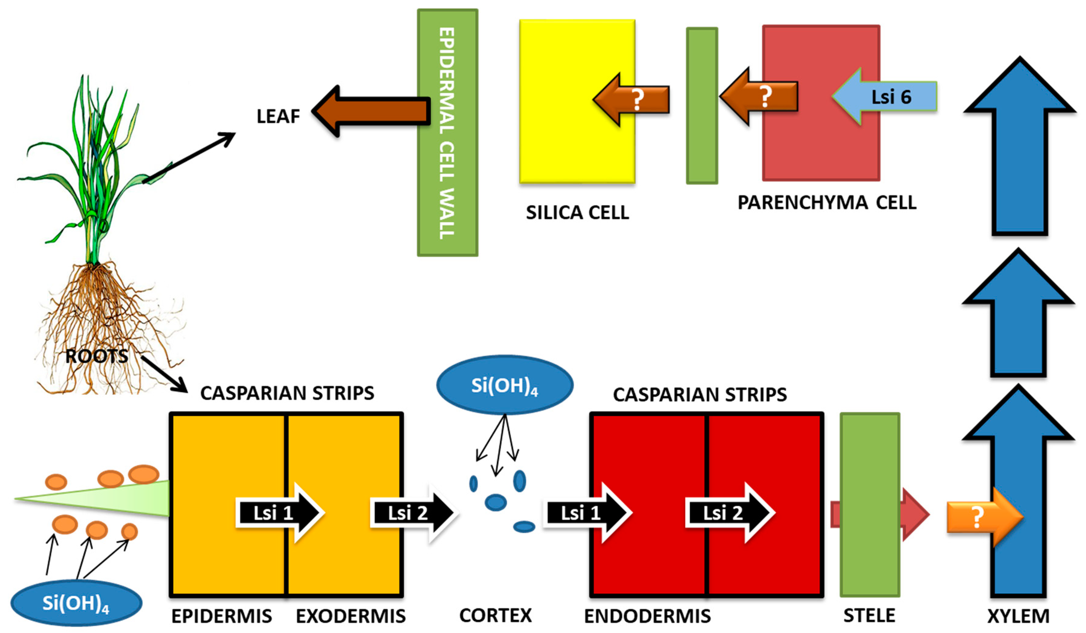 Plants 09 00460 g003
