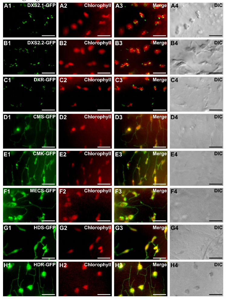 Plants 09 00462 g005 Plants 09 00462 g005