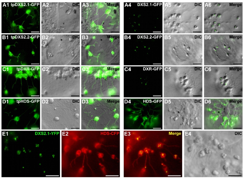 Plants 09 00462 g007 Plants 09 00462 g007