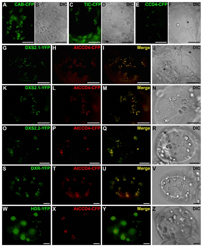 Plants 09 00462 g009 Plants 09 00462 g009
