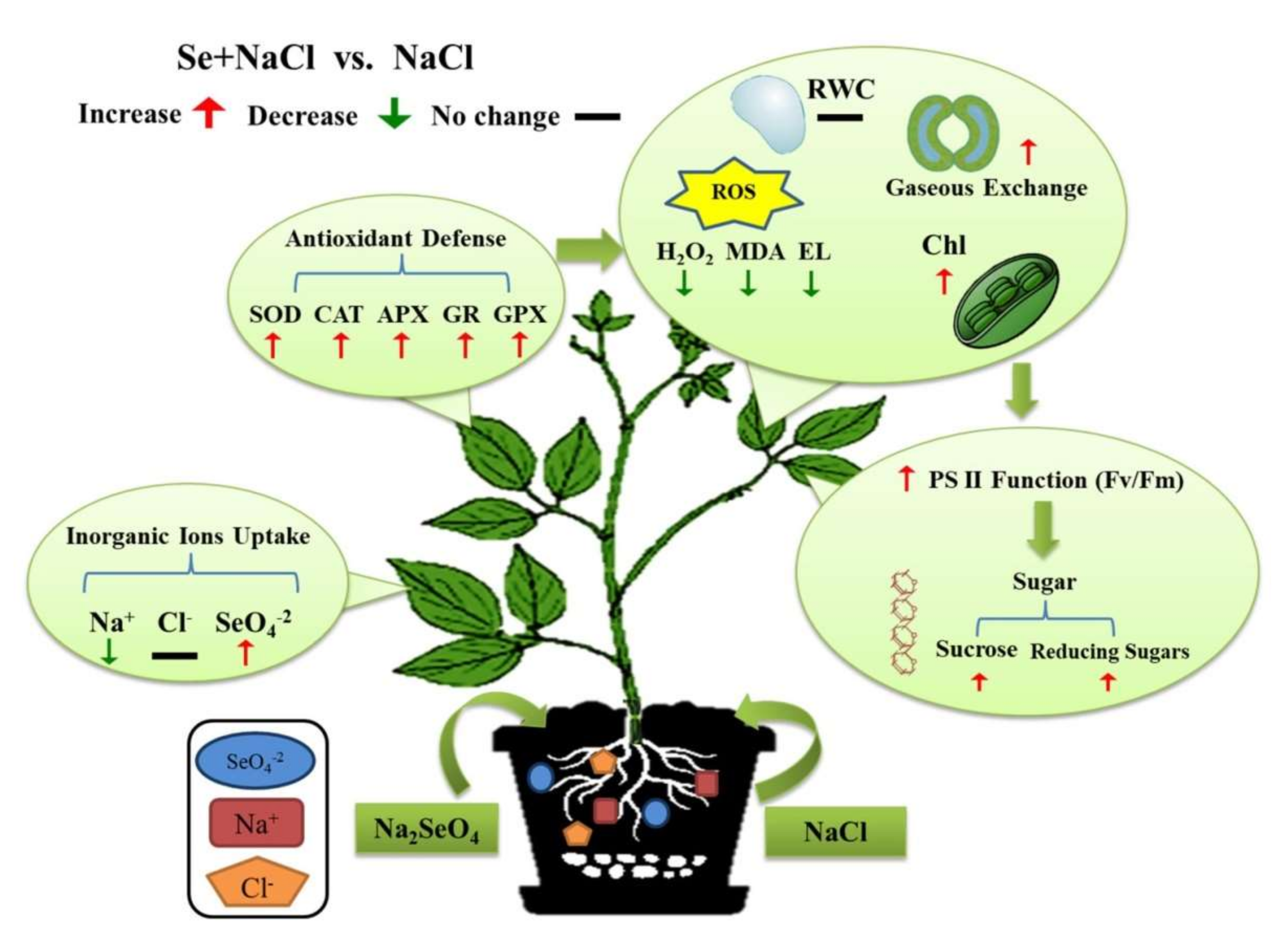 Plants 09 00467 g007 Plants 09 00467 g007