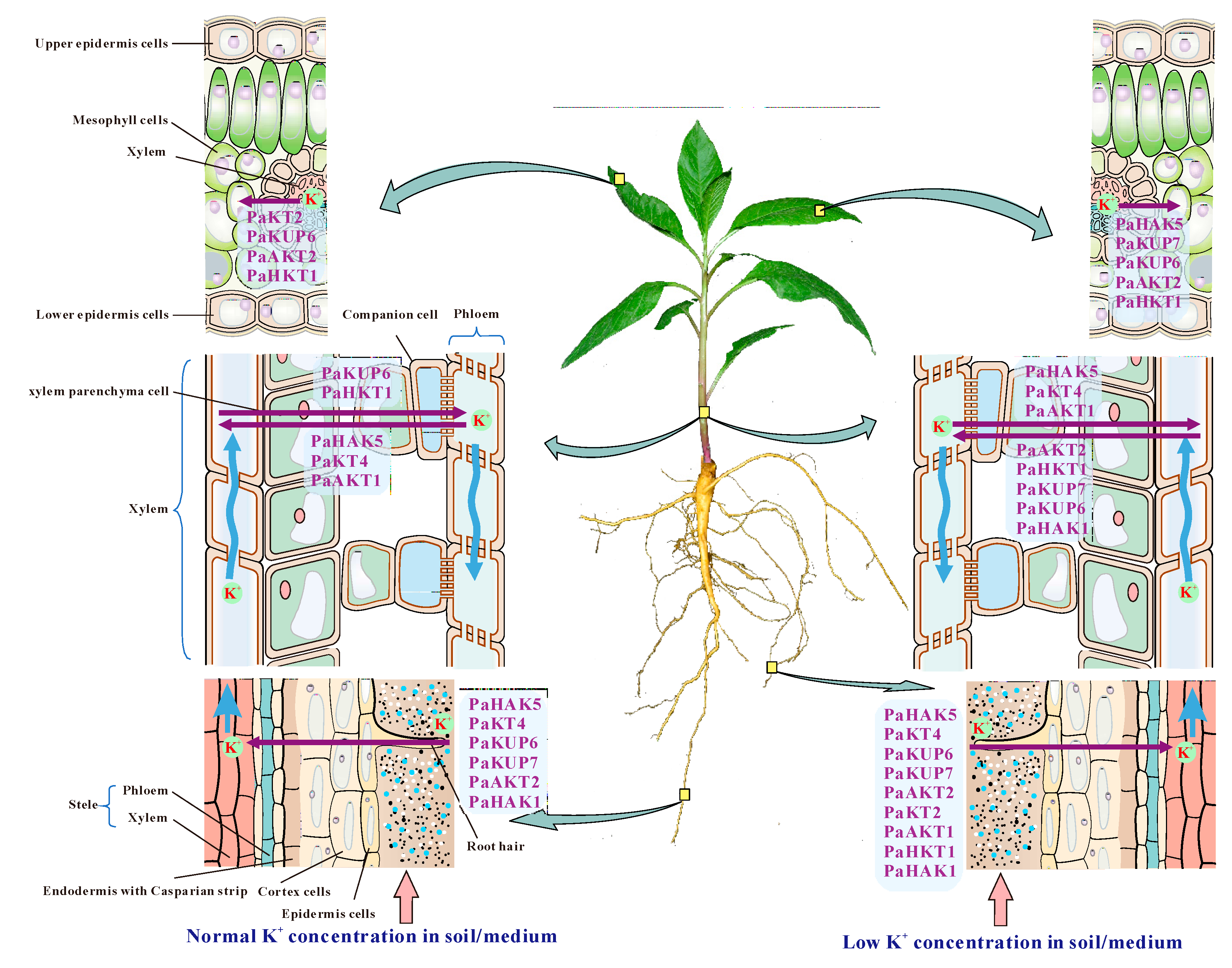 Plants 09 00470 g008
