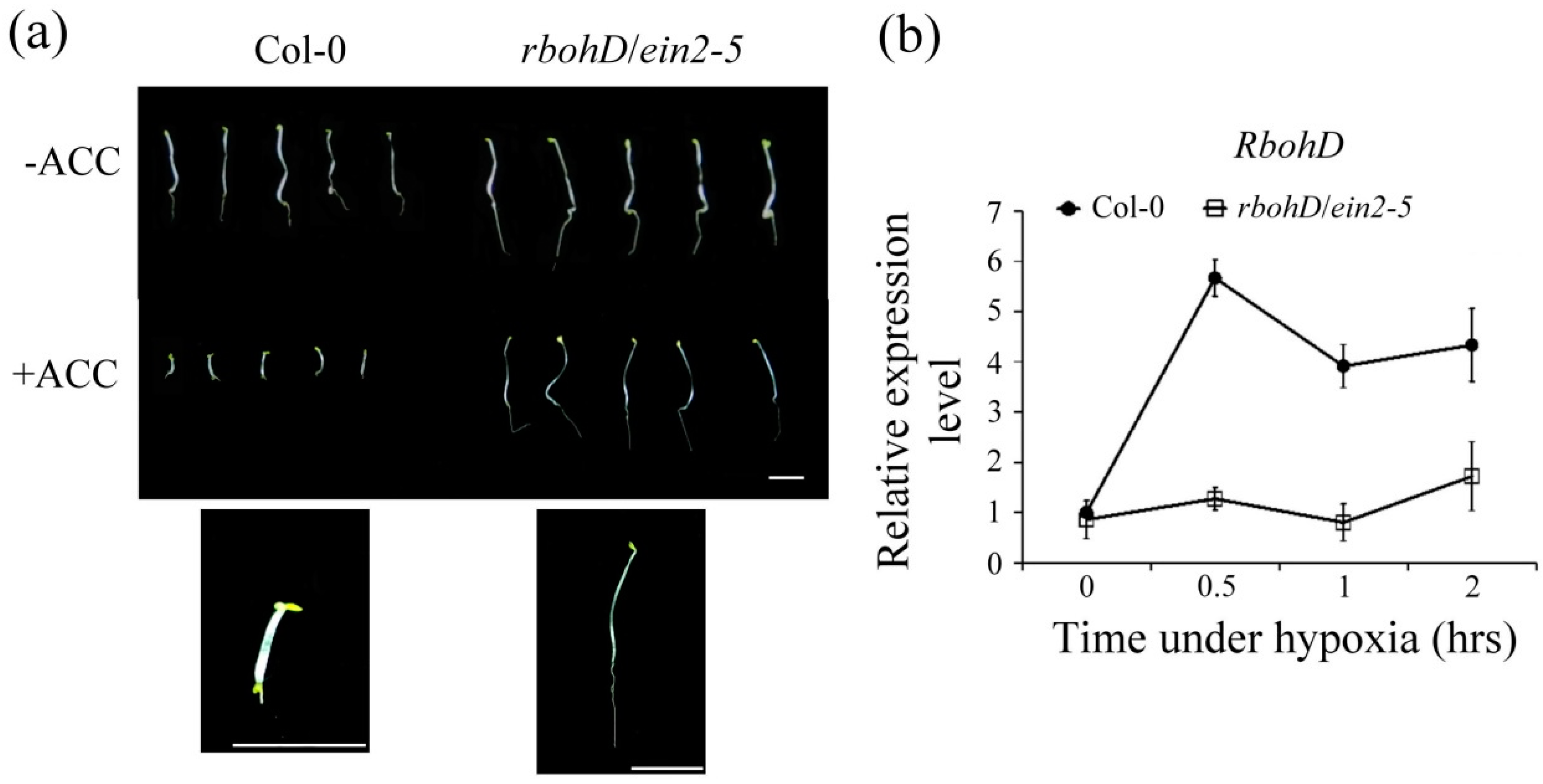 Plants 09 00471 g001