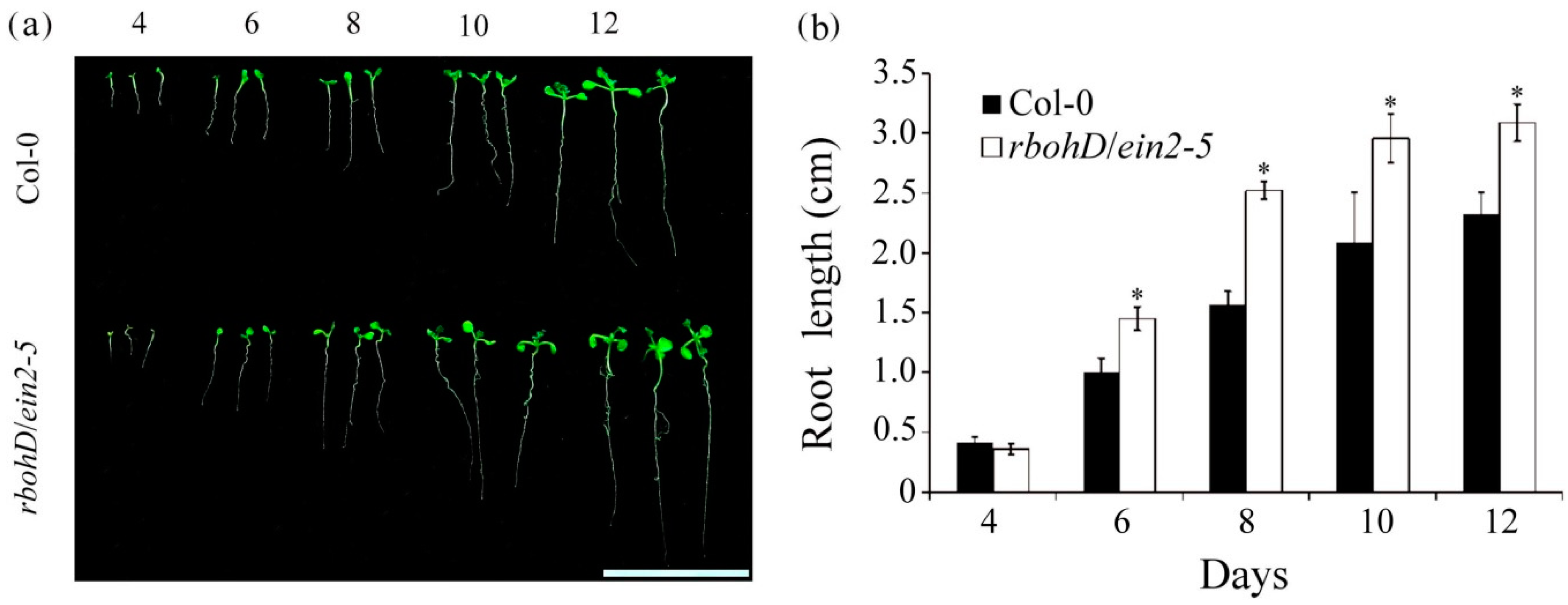 Plants 09 00471 g003