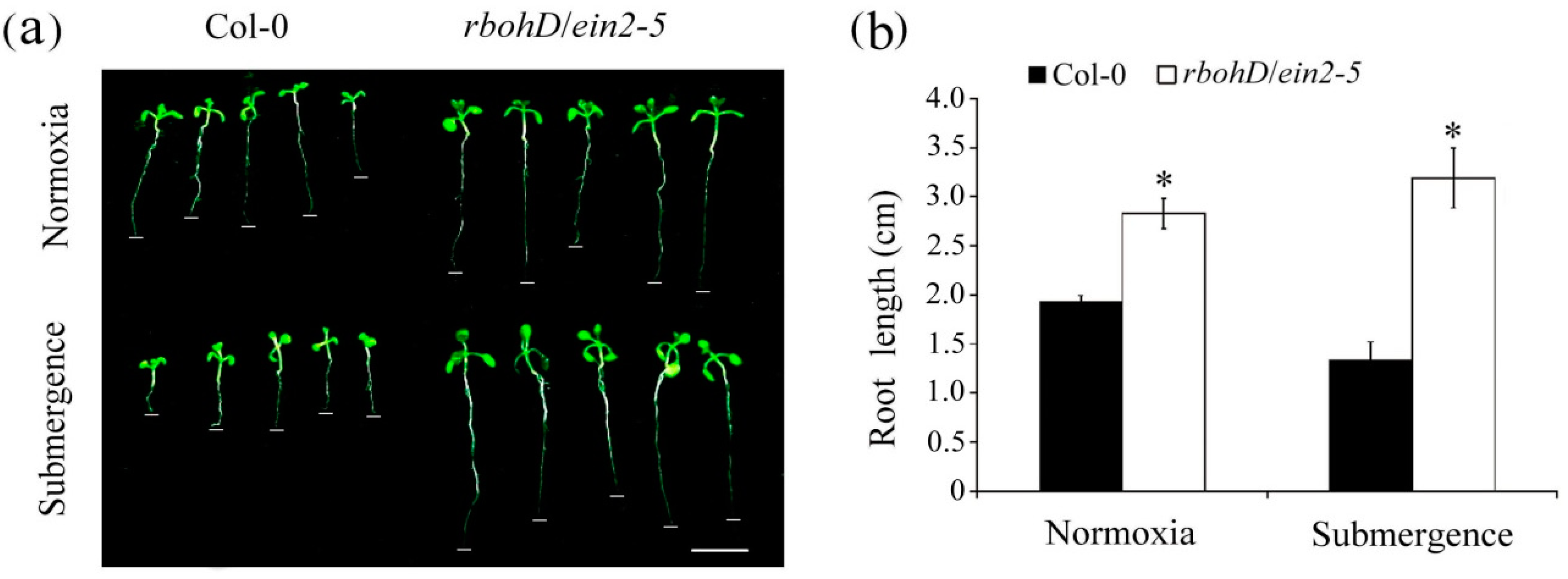 Plants 09 00471 g004