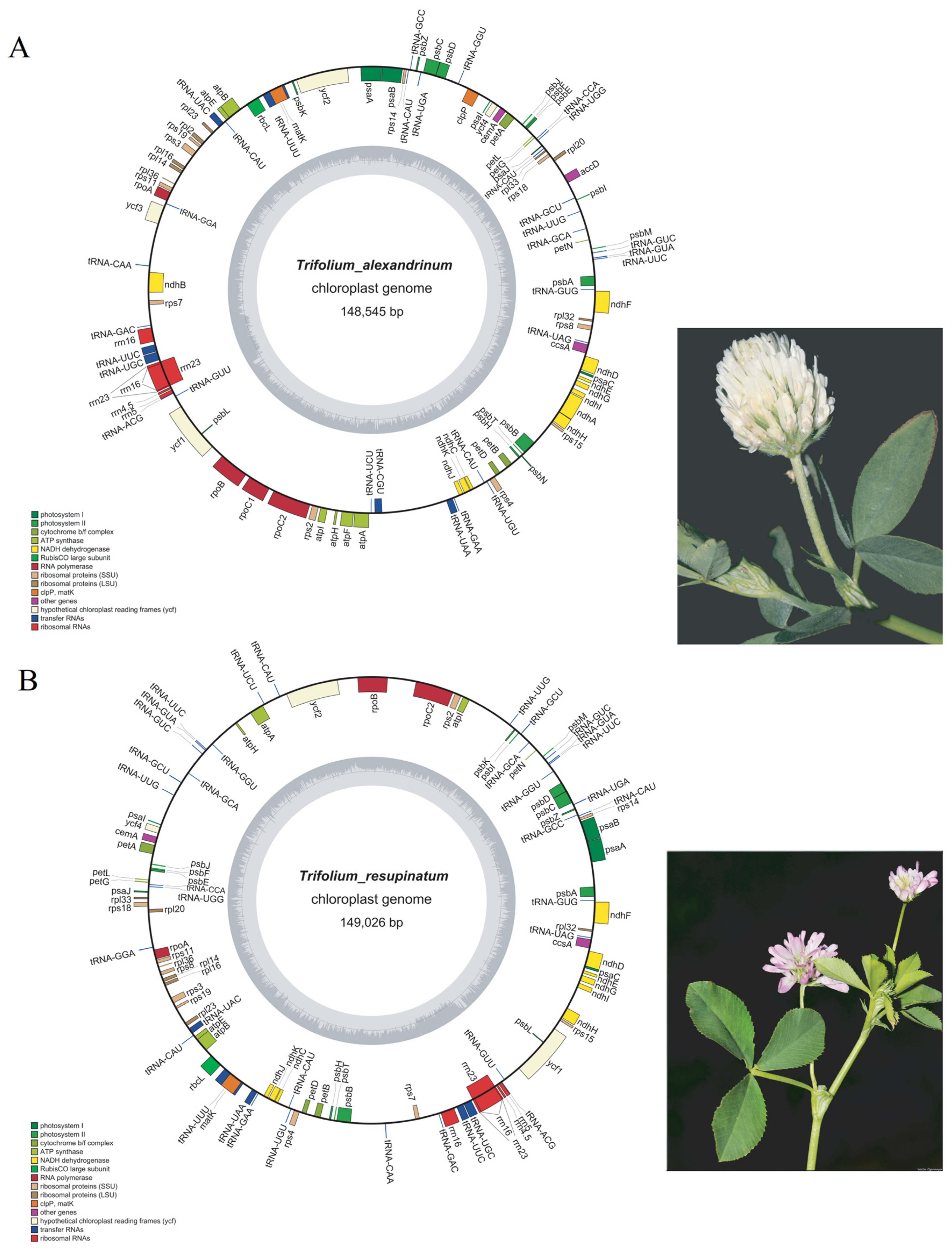 Plants 09 00478 g001