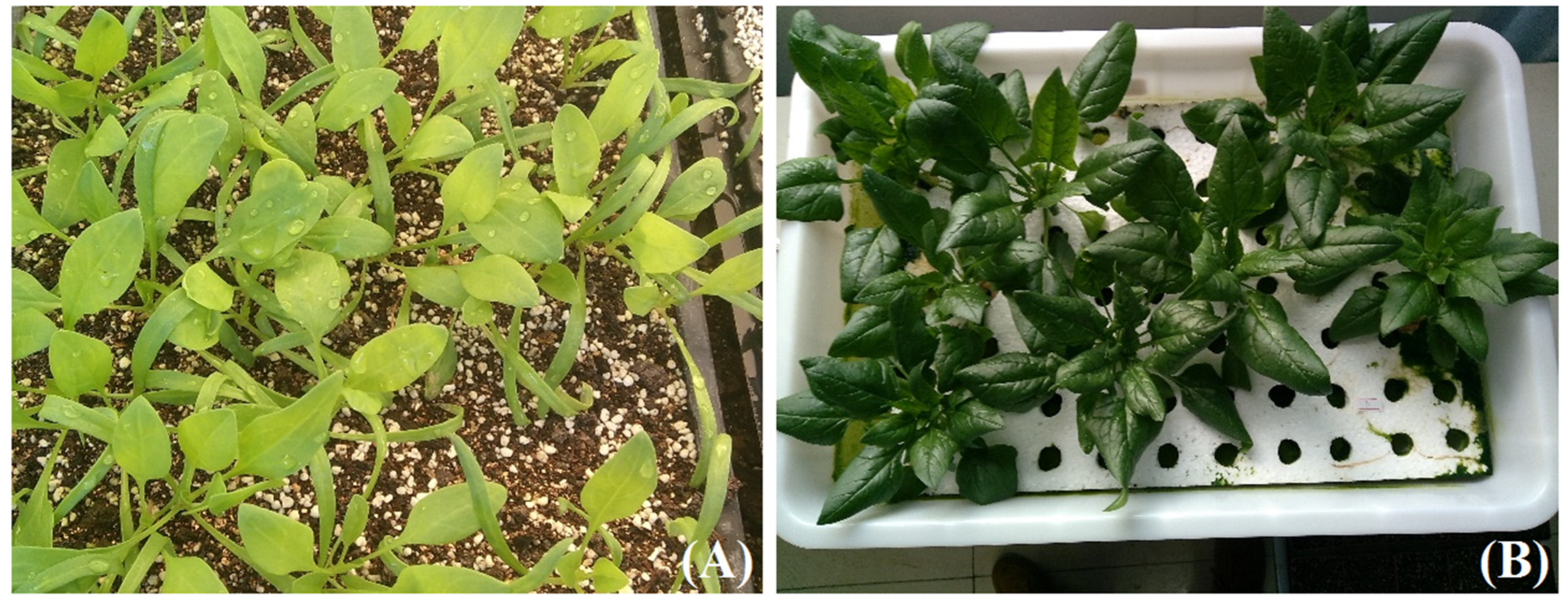 Plants 09 00490 g004