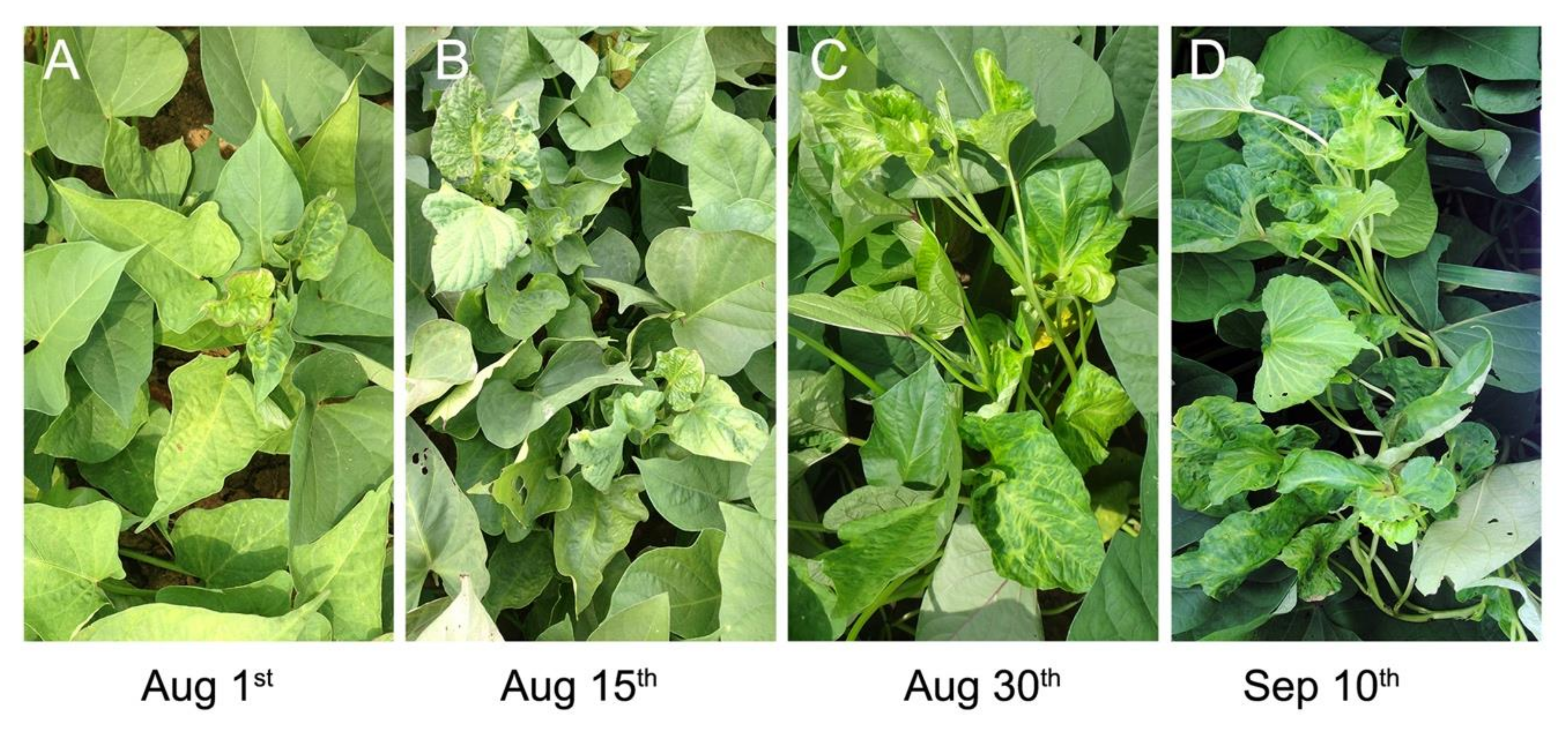 Plants 09 00492 g002