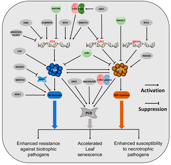 Plants Free FullText Network between Leaf