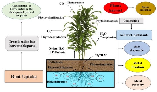 Linseed (Linseed or Flax - Linum usitatissimum L. ) - Medicinal Plants -  Kooperation Phytopharmaka